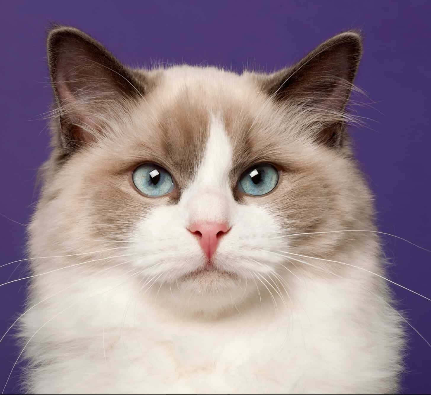 Ragdoll 桌布 壁紙 — 一隻毛茸茸的Ragdoll貓的特寫，擁有搶眼的藍色眼睛和白色毛髮，背景是純紫色。