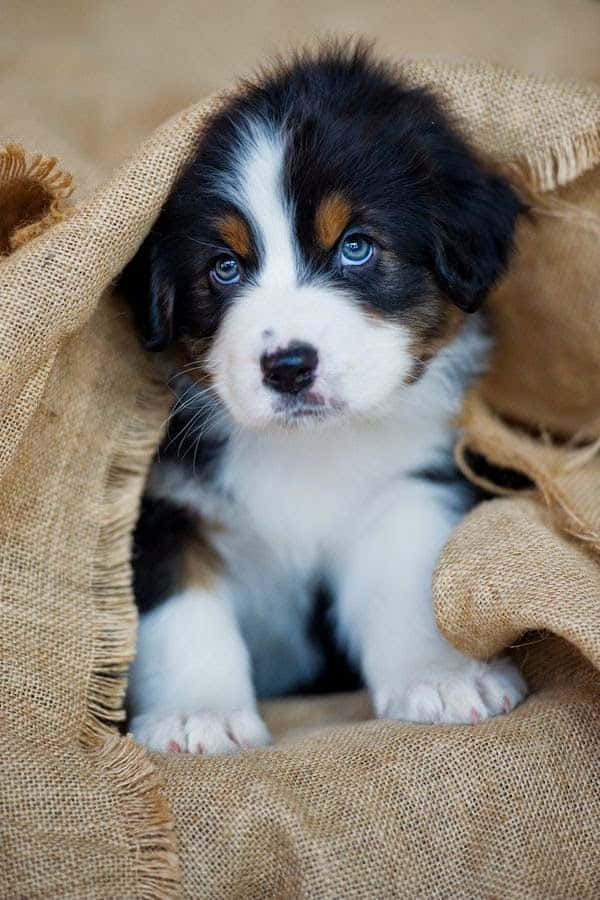 Adorable Puppy 桌布 壁紙 — 一隻毛茸茸的三色小狗，有著引人注目的藍眼睛，從麻布袋中探出頭來。