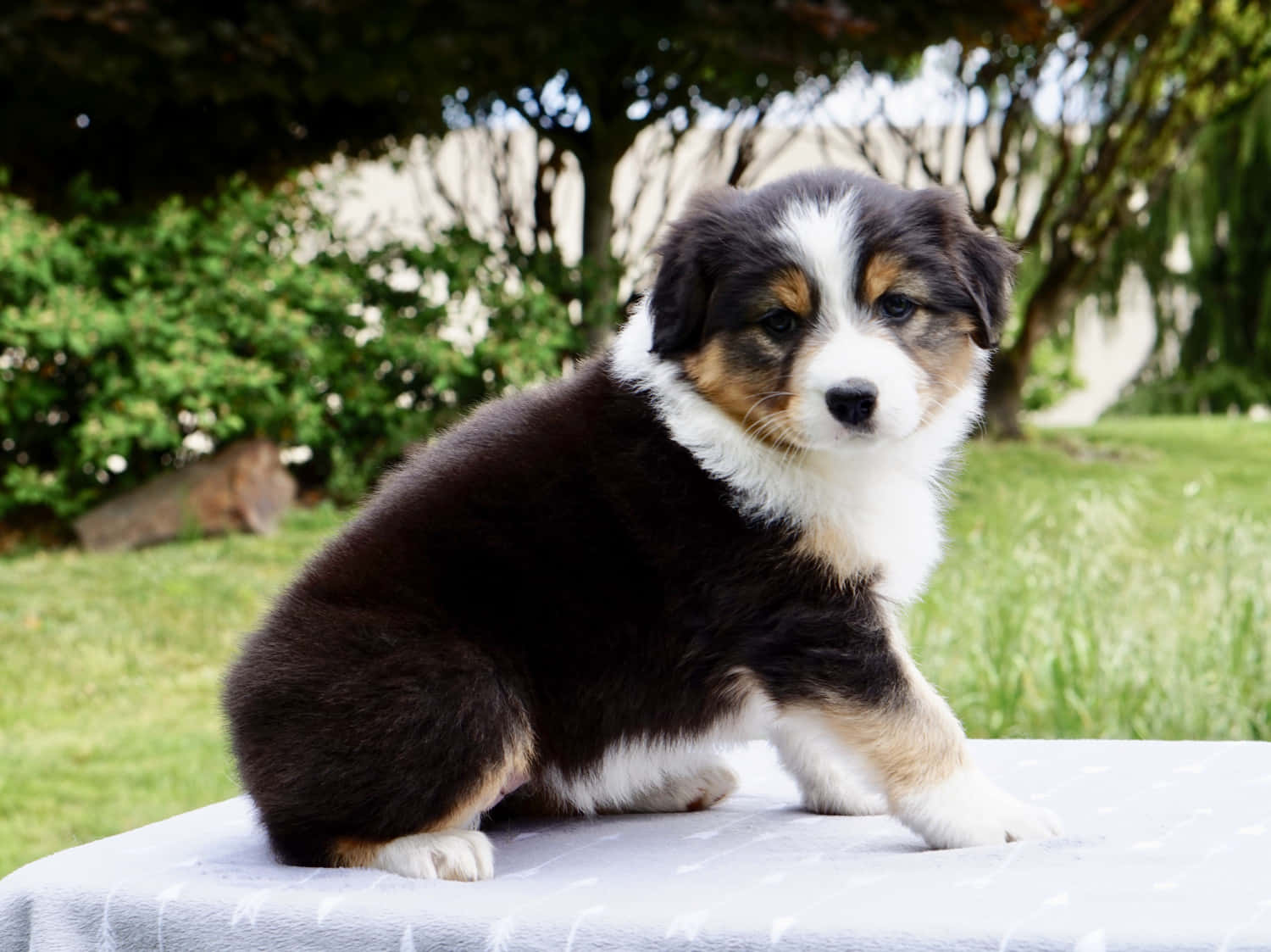 australian shepherd 桌布 壁紙 — 一隻毛茸茸的三色小狗，毛色深棕、白色和棕褐色，在陽光明媚的草地上專注地坐在有圖案的毯子上。