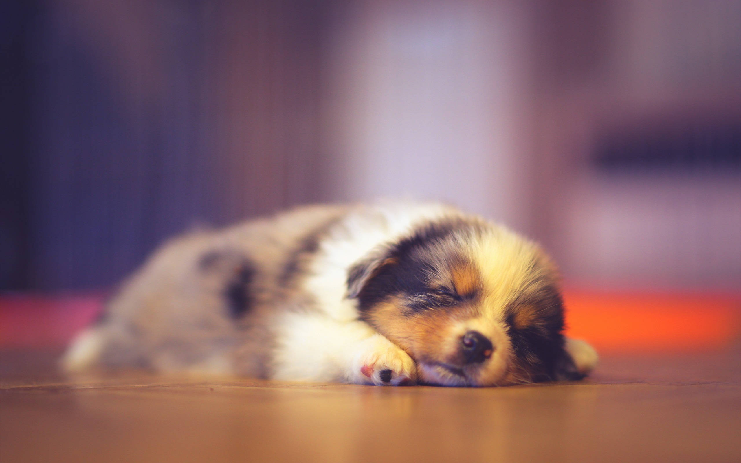 小狗 桌布 壁紙 — 一隻毛茸茸的三色小狗在木地板上安詳地蜷縮著睡覺，背景是柔和的散景。