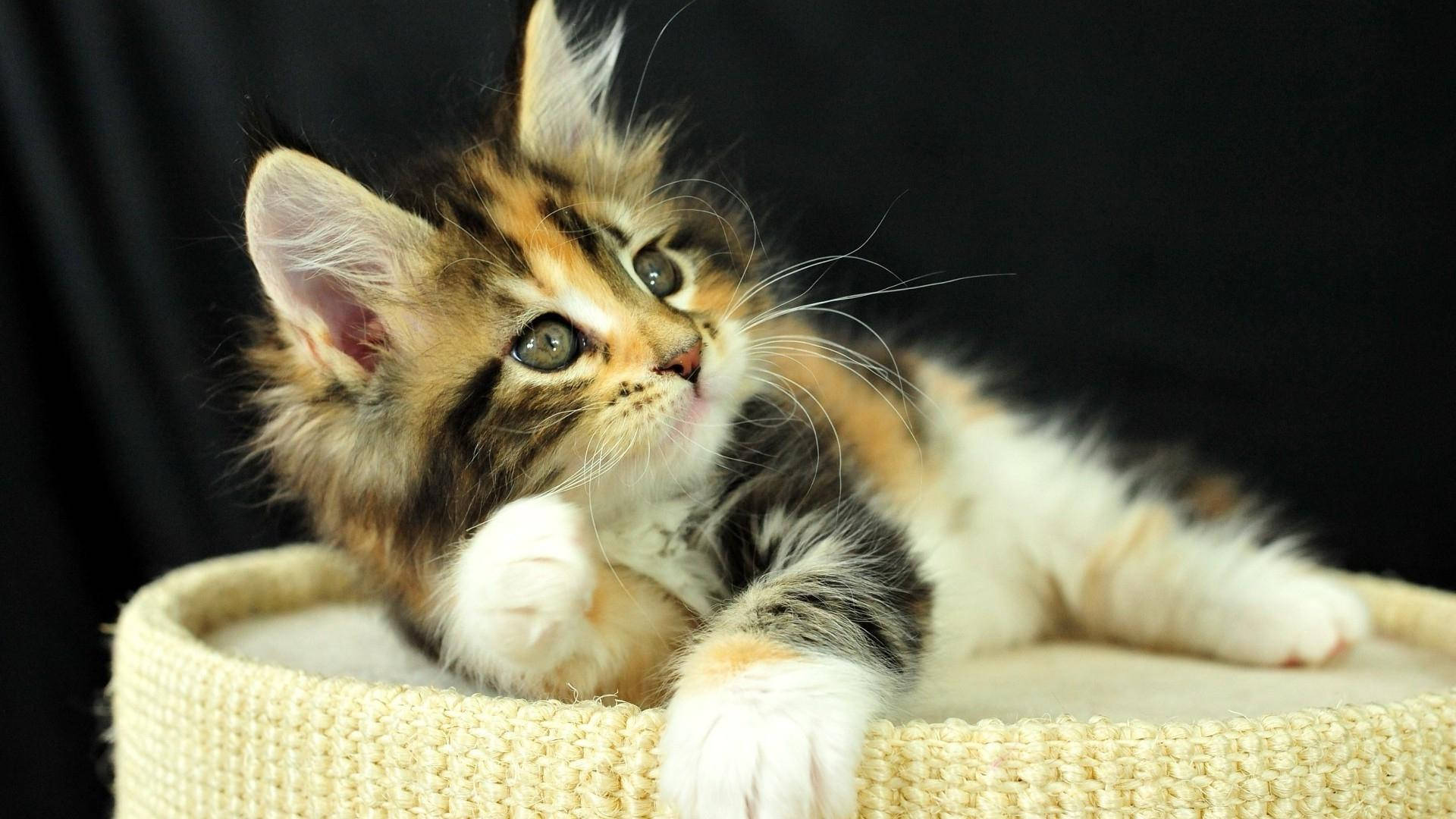 Cute Cat 桌布 壁紙 — 一隻毛茸茸的三色小貓，有著大大的綠色眼睛，在黑色背景前的一個米色編織床上休息。