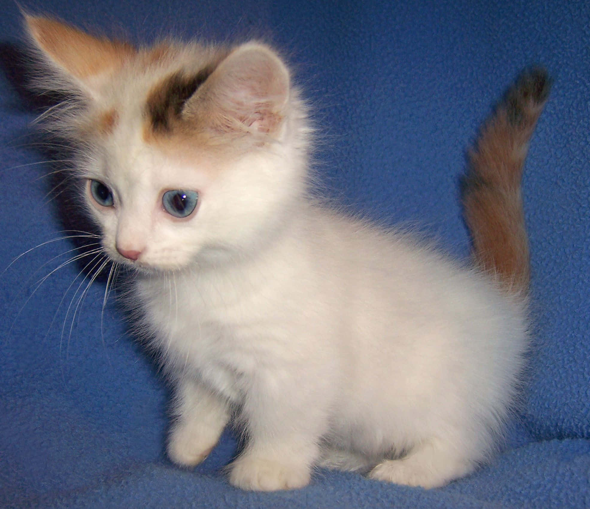 Munchkin Cat 桌布 壁紙 — 一隻毛茸茸的三色小貓，有著引人注目的藍色眼睛，警覺地坐在有紋理的藍色表面上。
