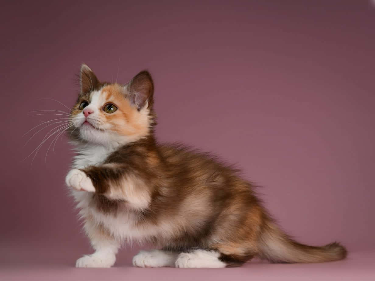 Munchkin Cat 桌布 壁紙 — 一隻毛茸茸的三色小貓，白色爪子，綠色眼睛，坐在柔和的淡紫色背景前，一隻爪子抬起，好像在抓取看不見的東西。