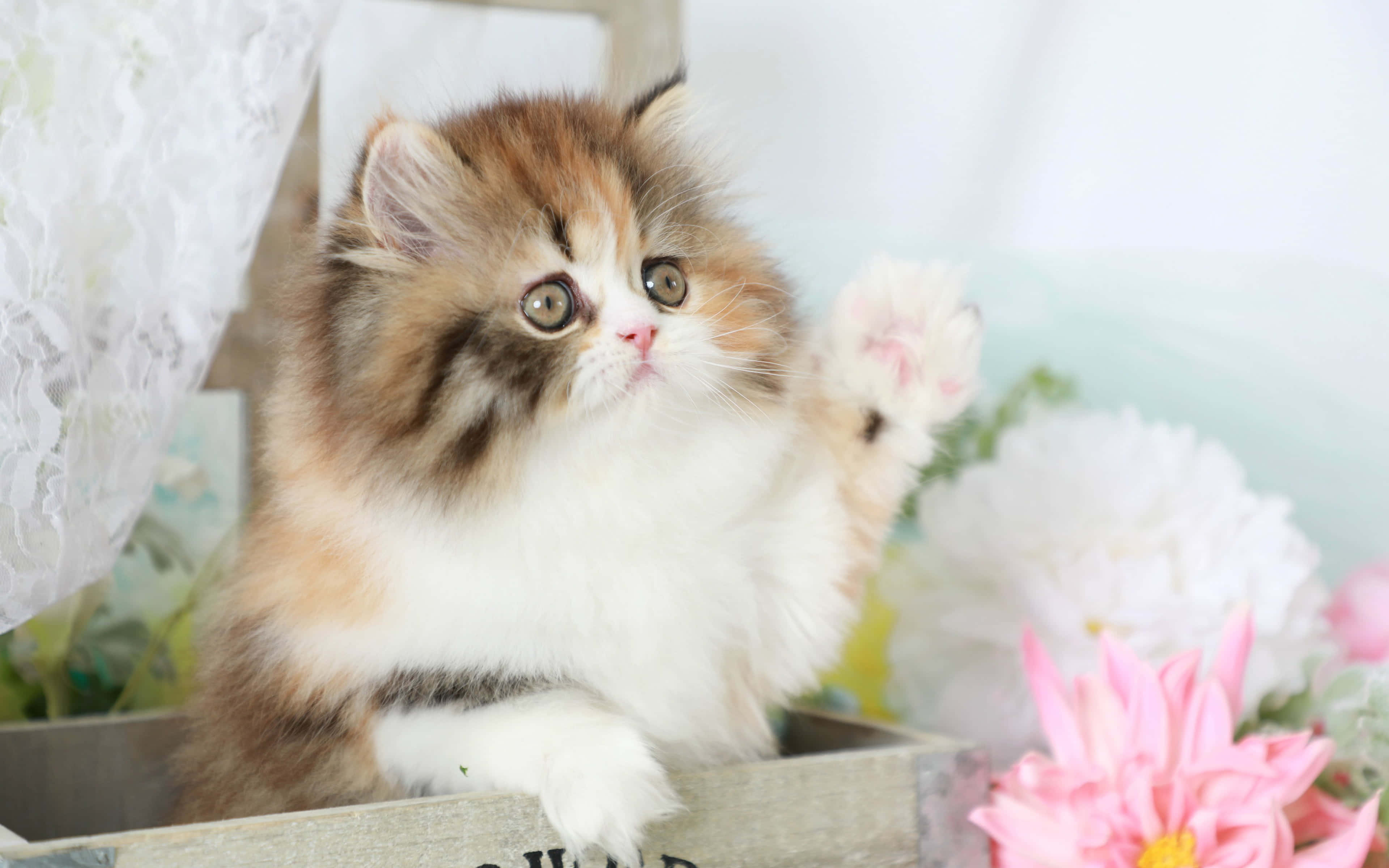 Kitten Cat 桌布 壁紙 — 一隻毛茸茸的三色小貓坐在木箱裡，揮動一隻爪子，周圍環繞著柔軟的粉紅色和白色花朵。