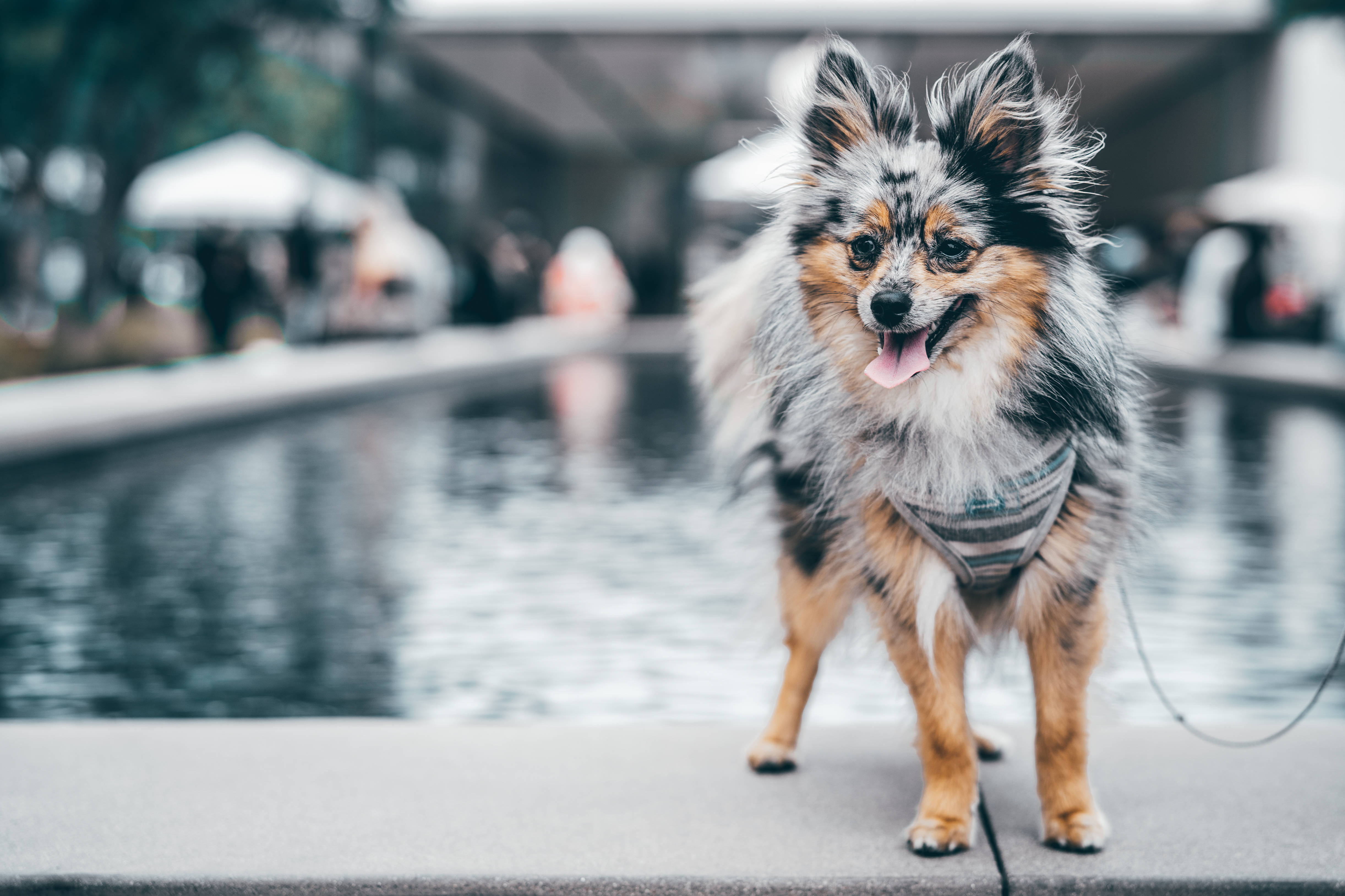 Pomeranian 桌布 壁紙 — 一隻毛茸茸的三色狗豎起耳朵，開心地站在城市公園的反射水景旁。