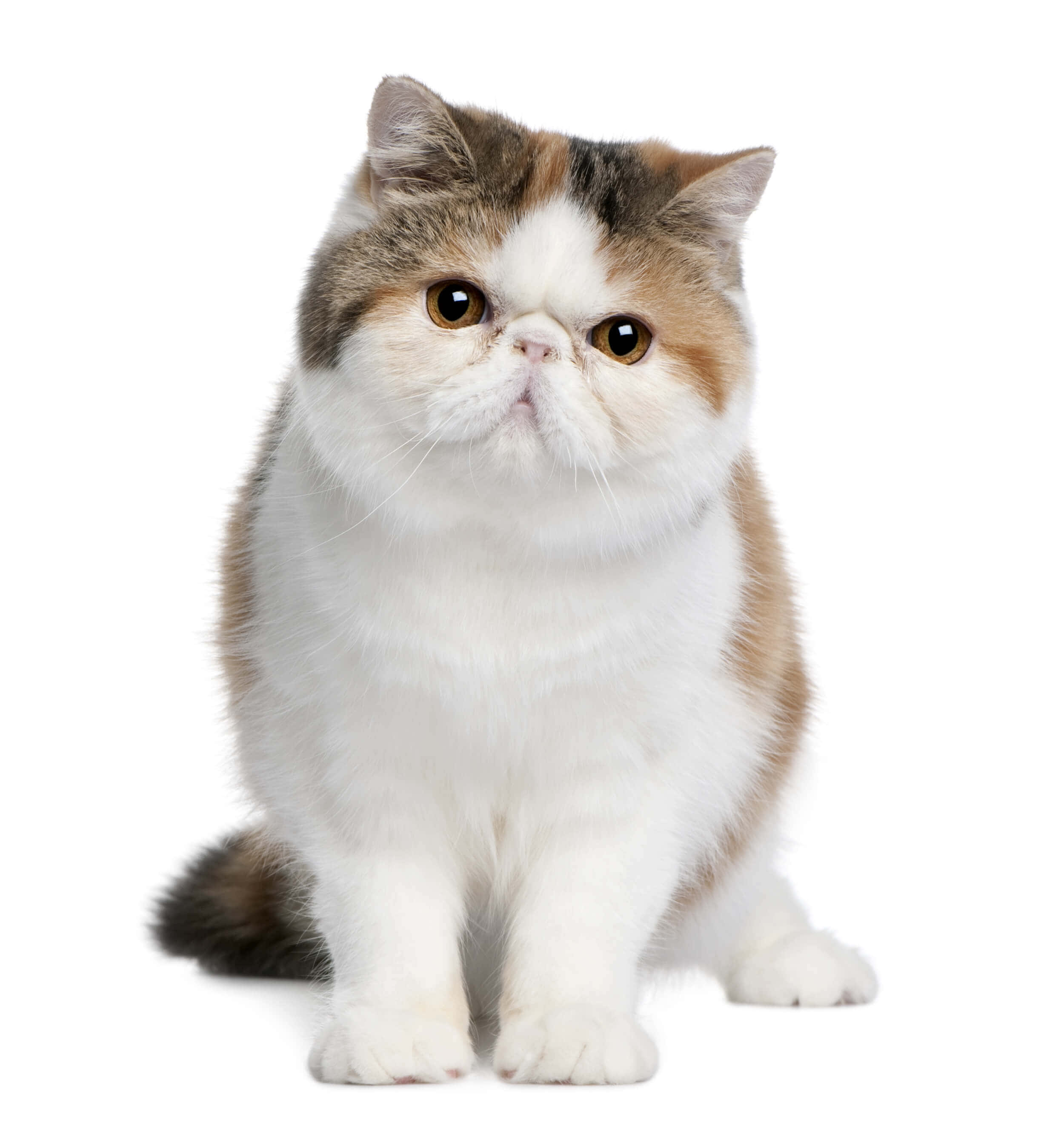 American Shorthair 桌布 壁紙 — 一隻毛茸茸的三色異國短毛貓，有著寬大的琥珀色眼睛，直立在純白色背景前。