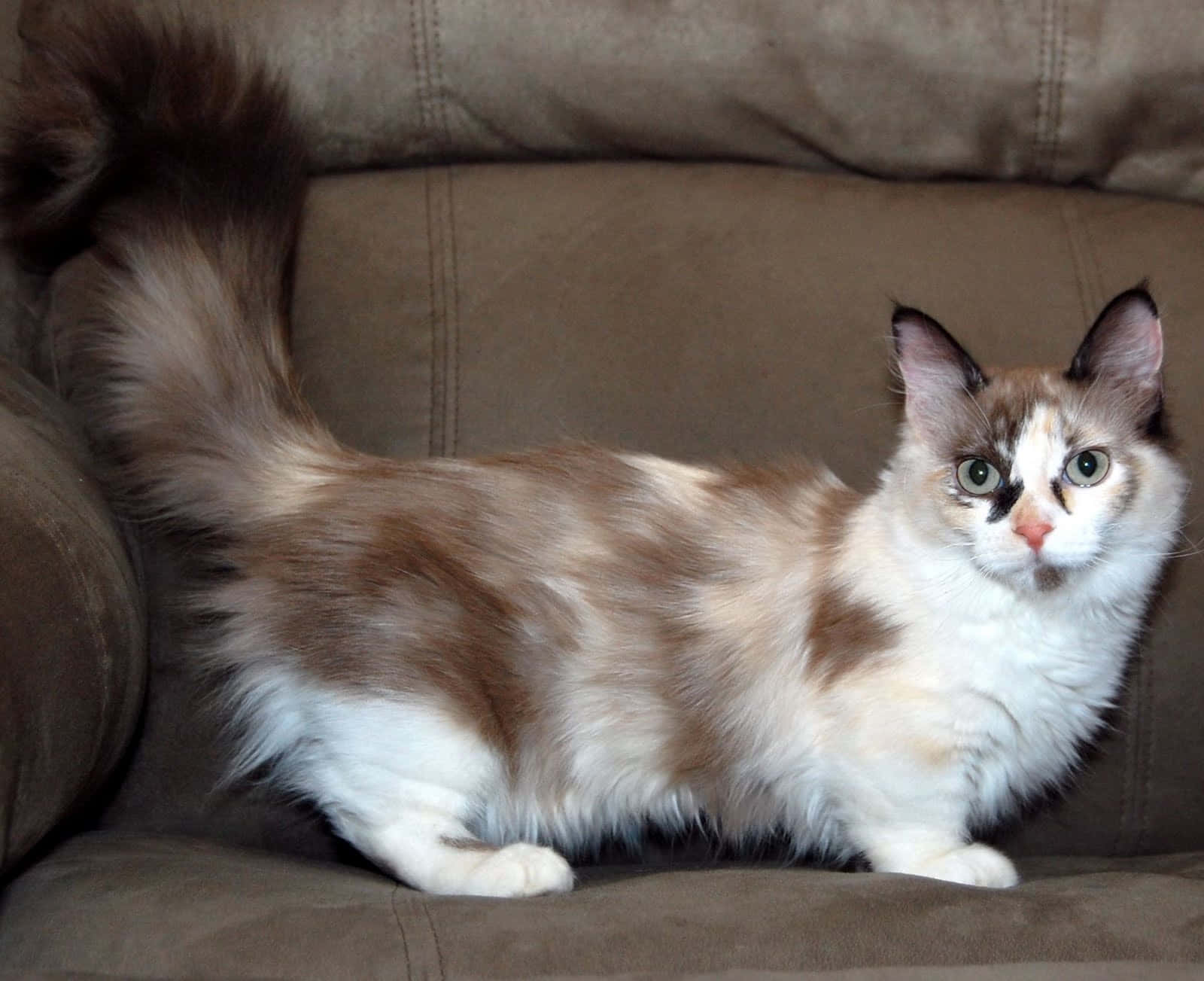 Munchkin Cat 桌布 壁紙 — 一隻毛茸茸的三色貓，擁有引人注目的綠色眼睛，警覺地坐在棕色麂皮沙發上，尾巴高高翹起。