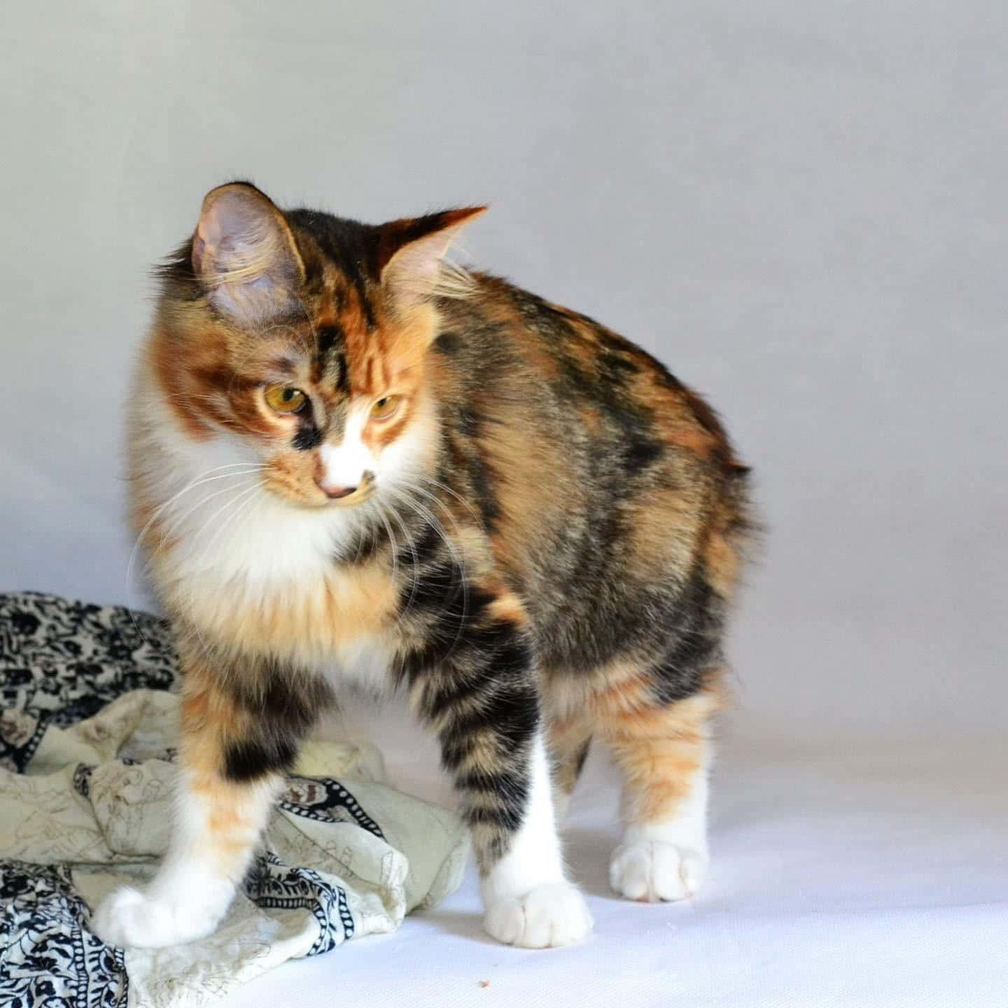 Kurilian Bobtail 桌布 壁紙 — 一隻毛茸茸的三色貓，有橙色、黑色和白色的毛，站在有圖案的布上，背景是純白色。