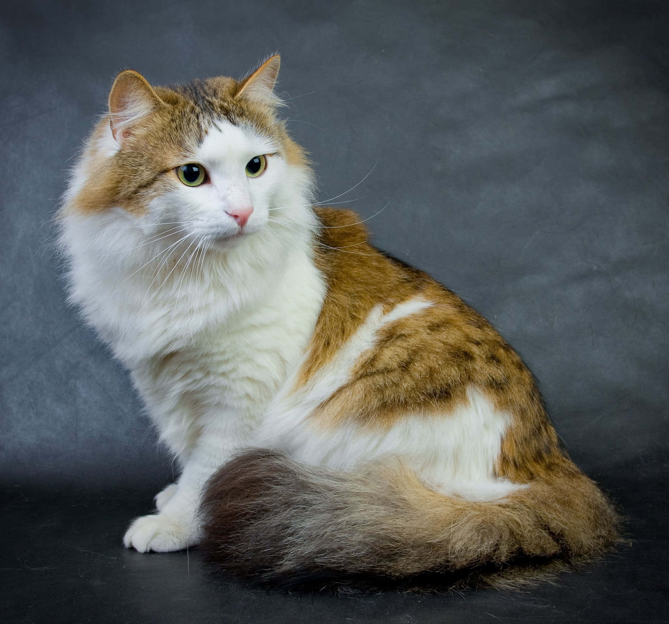 Beautiful Cats 桌布 壁紙 — 一隻毛茸茸的三色貓，有白色和薑黃色的毛，坐在深灰色有紋理的背景前面。