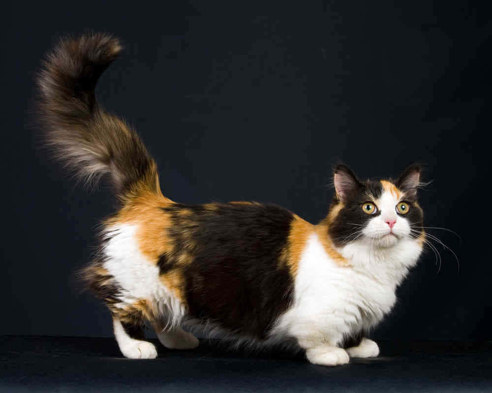 Munchkin Cat 桌布 壁紙 — 一隻毛茸茸的三色貓，有著引人注目的黃色眼睛，在黑色背景前警覺地站著，尾巴高高彎曲。