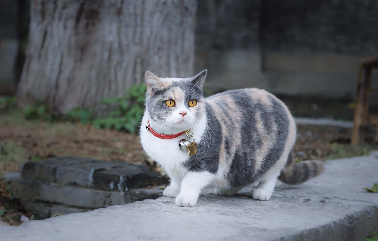 Munchkin Cat 桌布 壁紙 — 一隻毛茸茸的三色貓，有著明亮的黃色眼睛和紅色項圈，警覺地站在樹旁的石徑上。