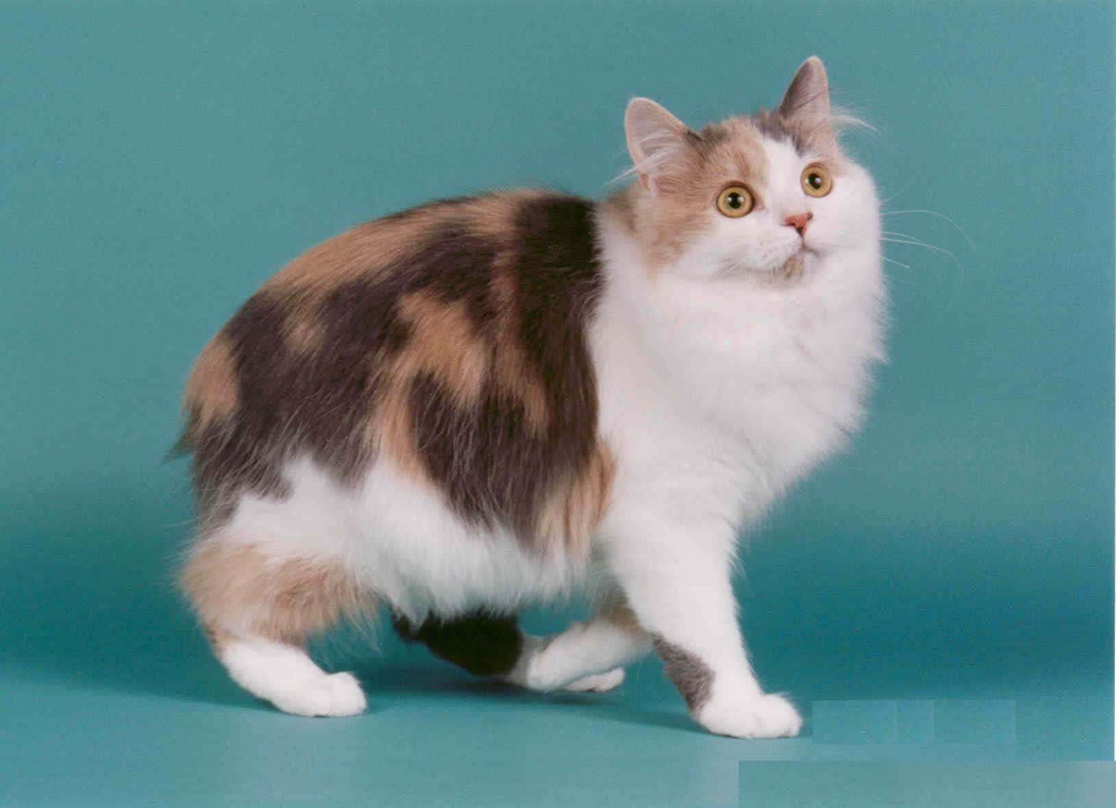 Manx Cat 桌布 壁紙 — 一隻毛茸茸的三色貓，睜著金色大眼睛，在純色青綠色攝影棚背景前警覺地站著。