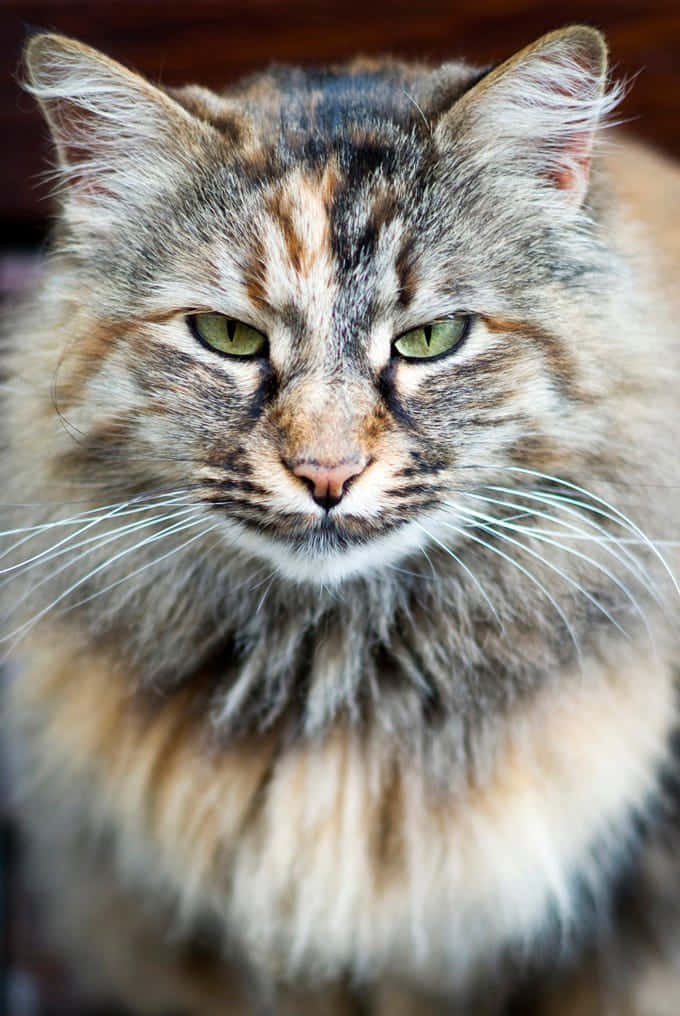 Norwegian Forest Cat 桌布 壁紙 — 一隻毛茸茸的三色貓，綠色眼睛，近距離凝視鏡頭。