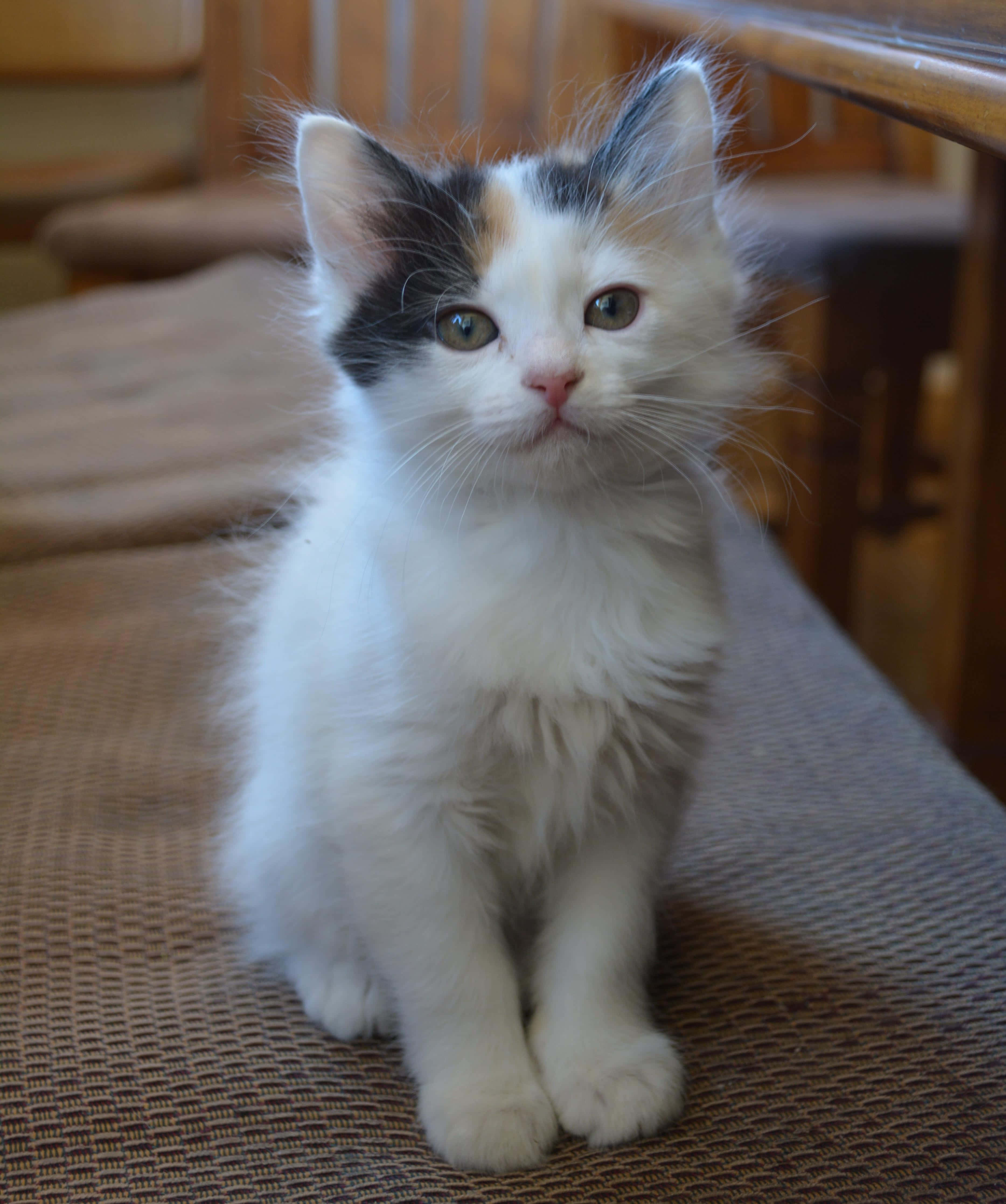 Japanese Bobtail 桌布 壁紙 — 一隻毛茸茸的三色貓咪，有著綠色眼睛，在室內的編織墊上專注地坐著。