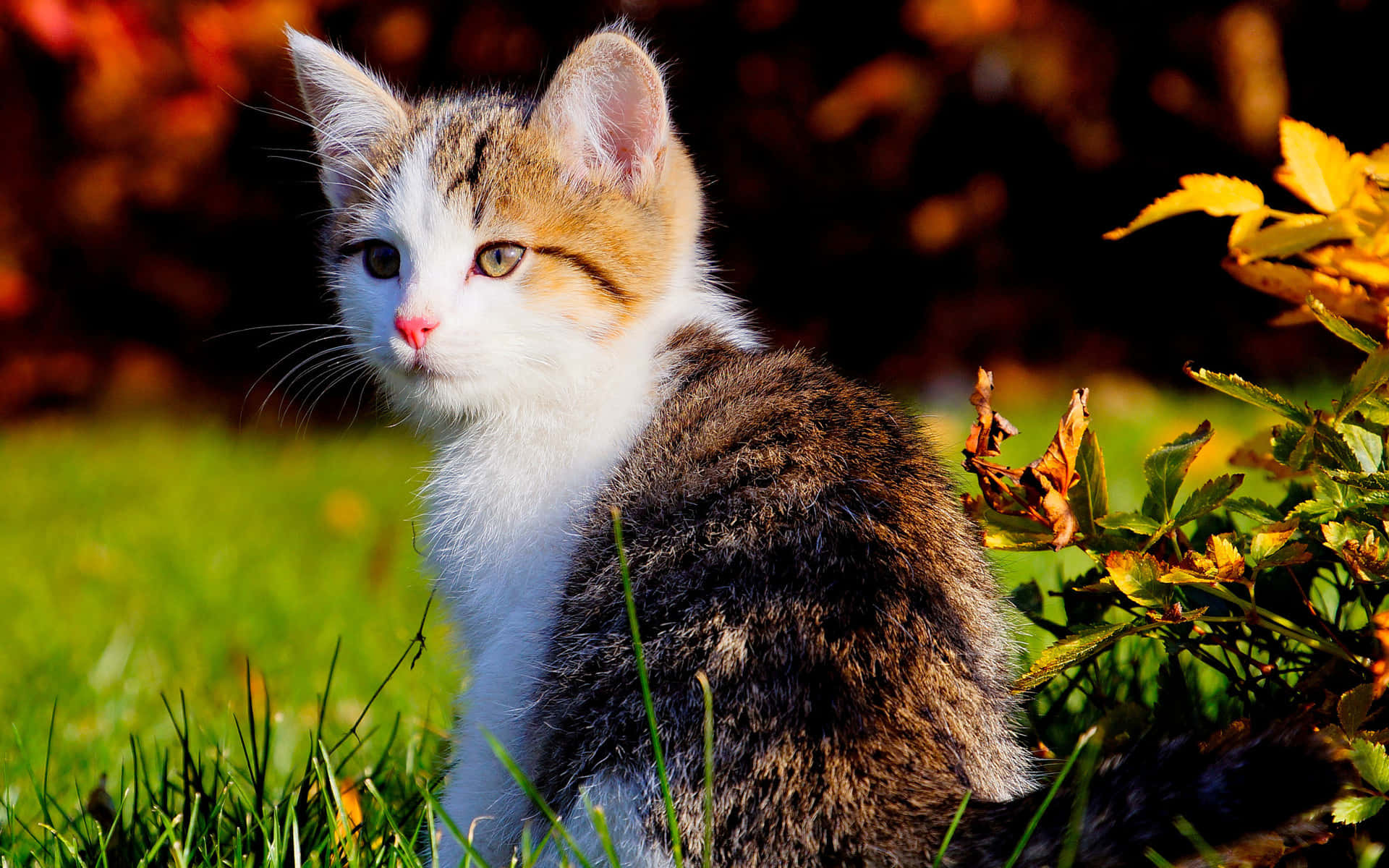 Kitten 桌布 壁紙 — 一隻毛茸茸的三色貓寶寶，綠色眼睛，警覺地坐在陽光普照的草地上，旁邊有秋天落葉。