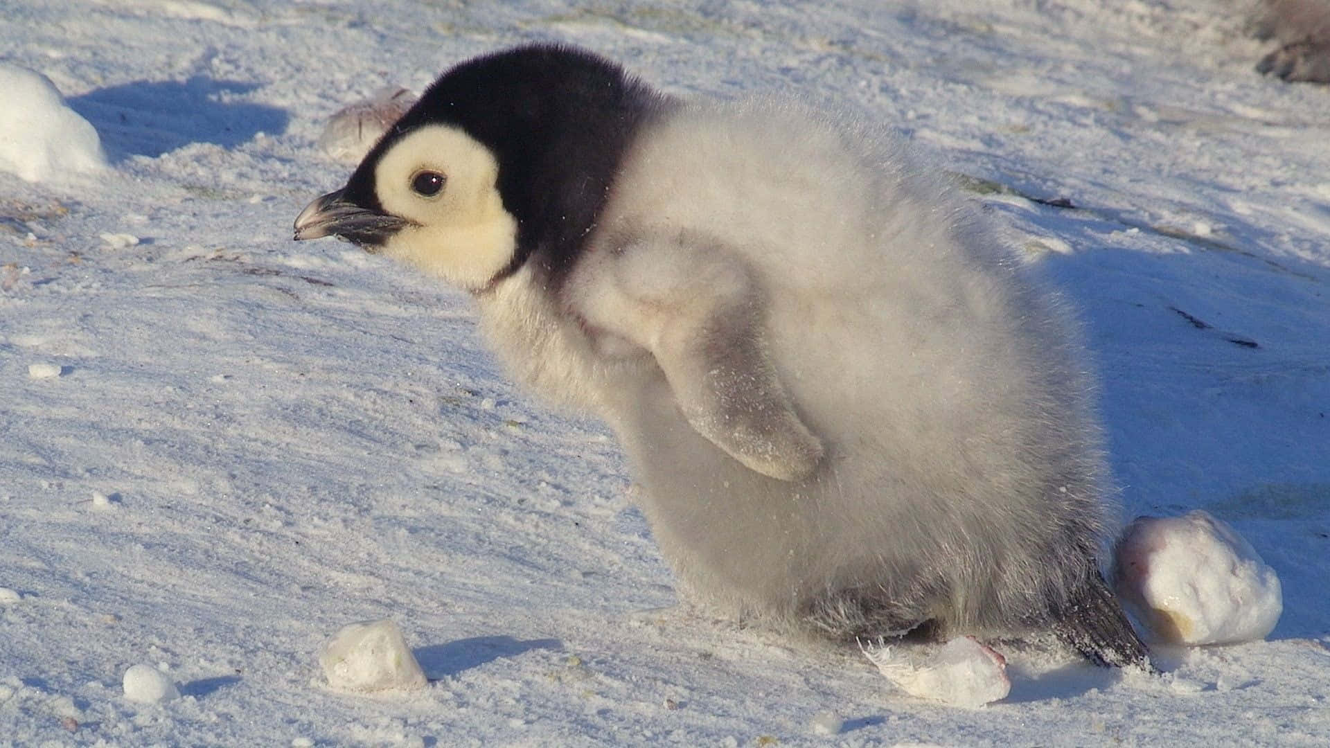 動物 桌布 壁紙 — 一隻毛茸茸的企鵝寶寶站在雪地上，舉起一隻翅膀，在明亮的陽光下投下清晰的影子。