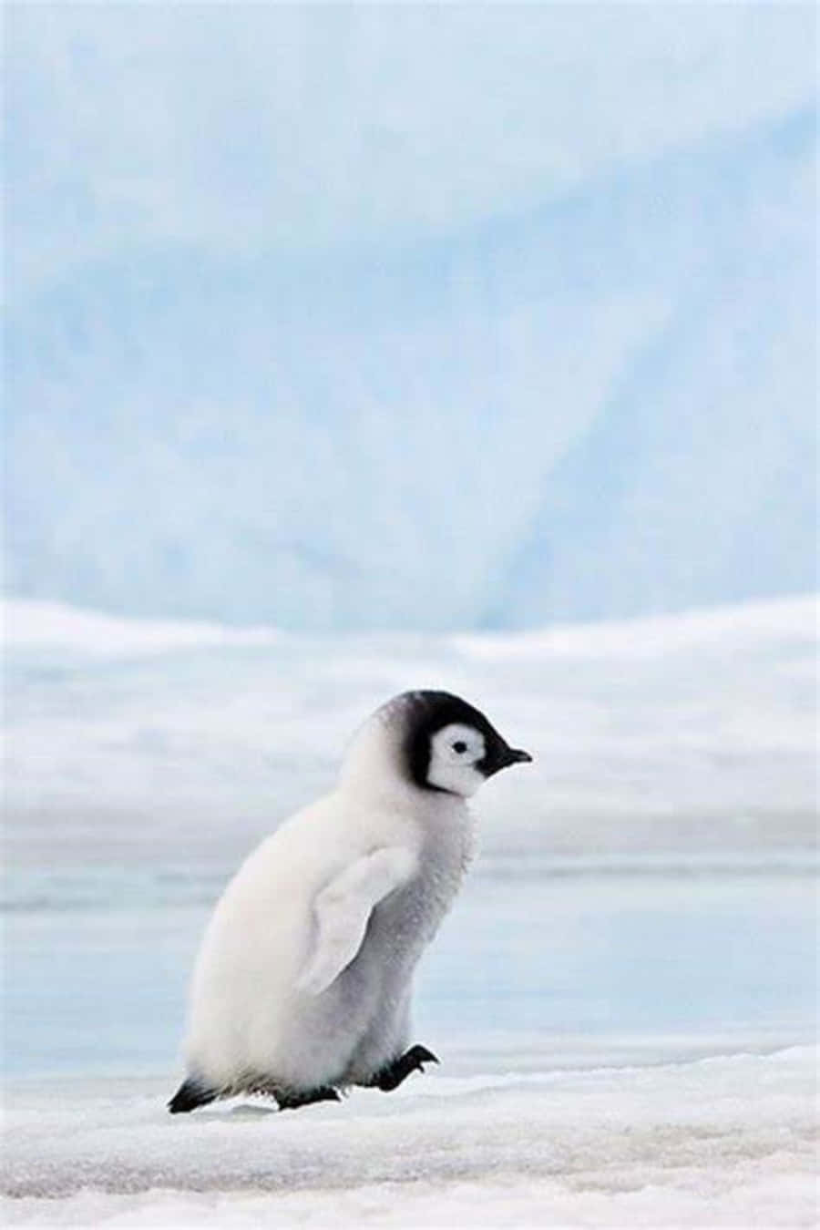 動物 桌布 壁紙 — 一隻毛茸茸的企鵝寶寶站在雪白的冰面上，背景是模糊的冰山。