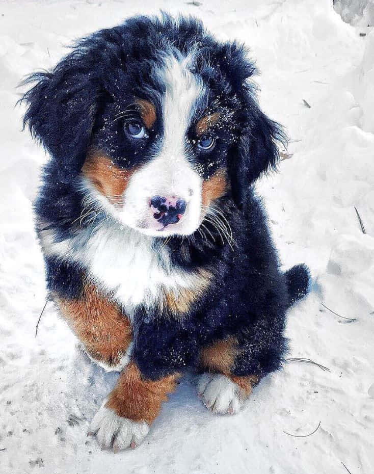 動物 桌布 壁紙 — 一隻毛茸茸的伯恩山犬幼犬，藍色眼睛，坐在雪地上，毛髮上沾著雪花，抬頭仰望。
