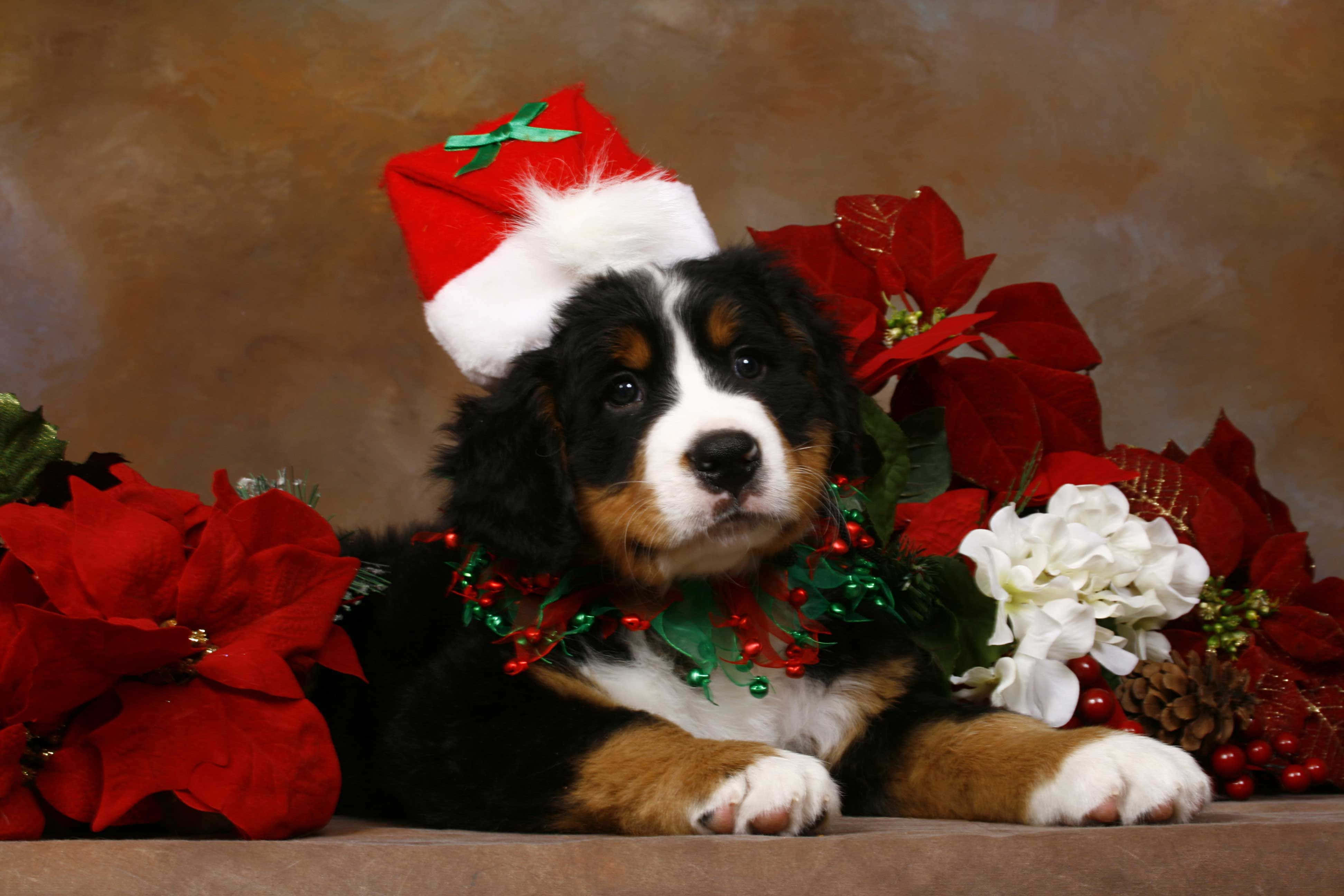 攝影 桌布 壁紙 — 一隻毛茸茸的伯恩山犬幼犬戴著紅色聖誕帽，坐在紅色聖誕紅和白色花朵之間。