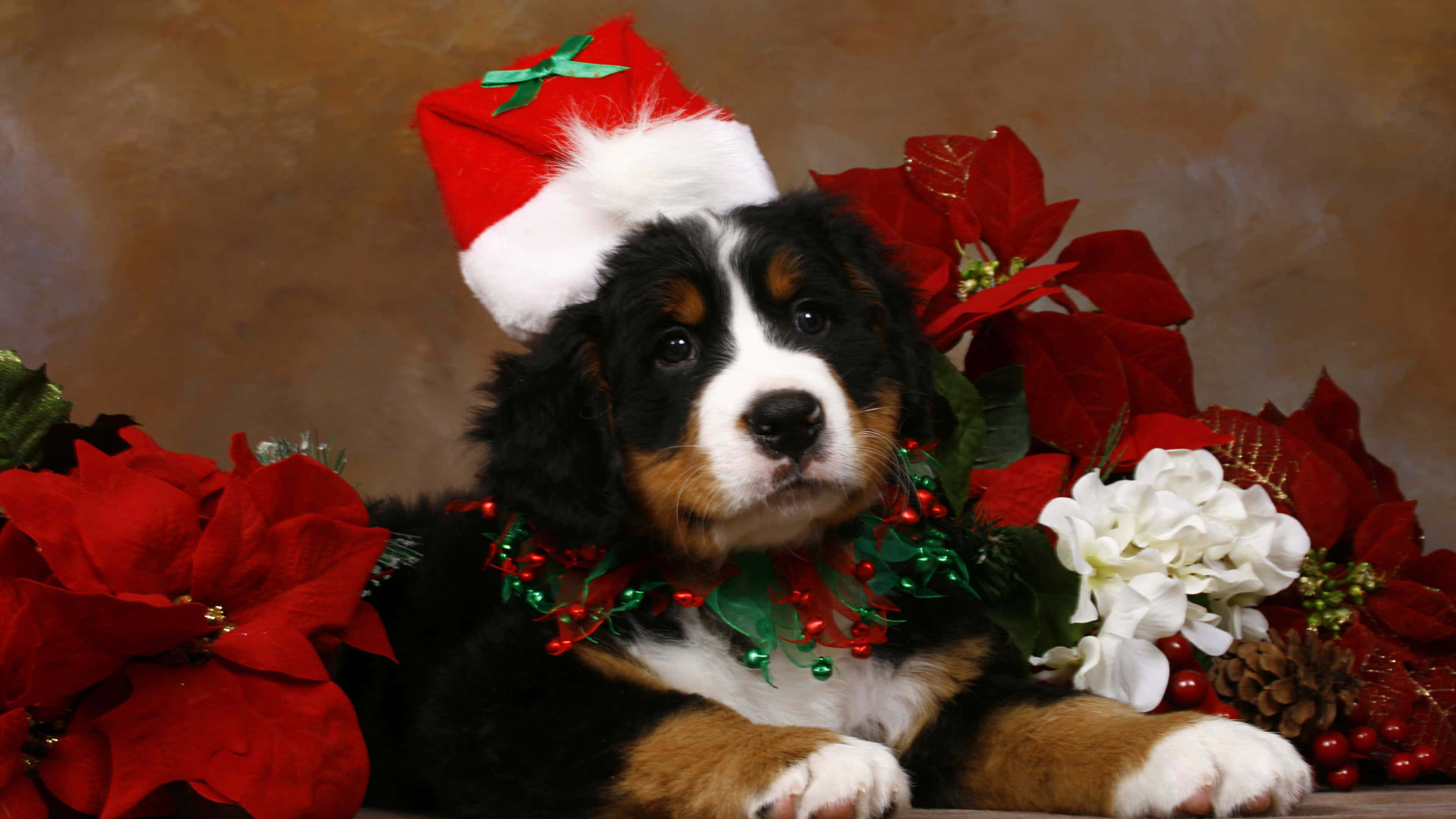 狗 桌布 壁紙 — 一隻毛茸茸的伯恩山犬幼犬戴著聖誕帽和節日花環，周圍環繞著紅色聖誕紅和白色花朵。
