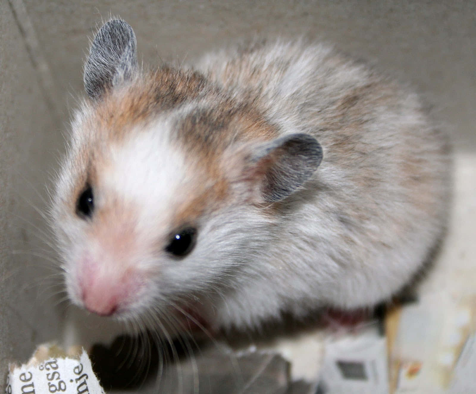 Hamster 桌布 壁紙 — 一隻毛茸茸的倉鼠，有白色、棕色和灰色的毛，在紙箱內好奇地探頭出來的近距離特寫。