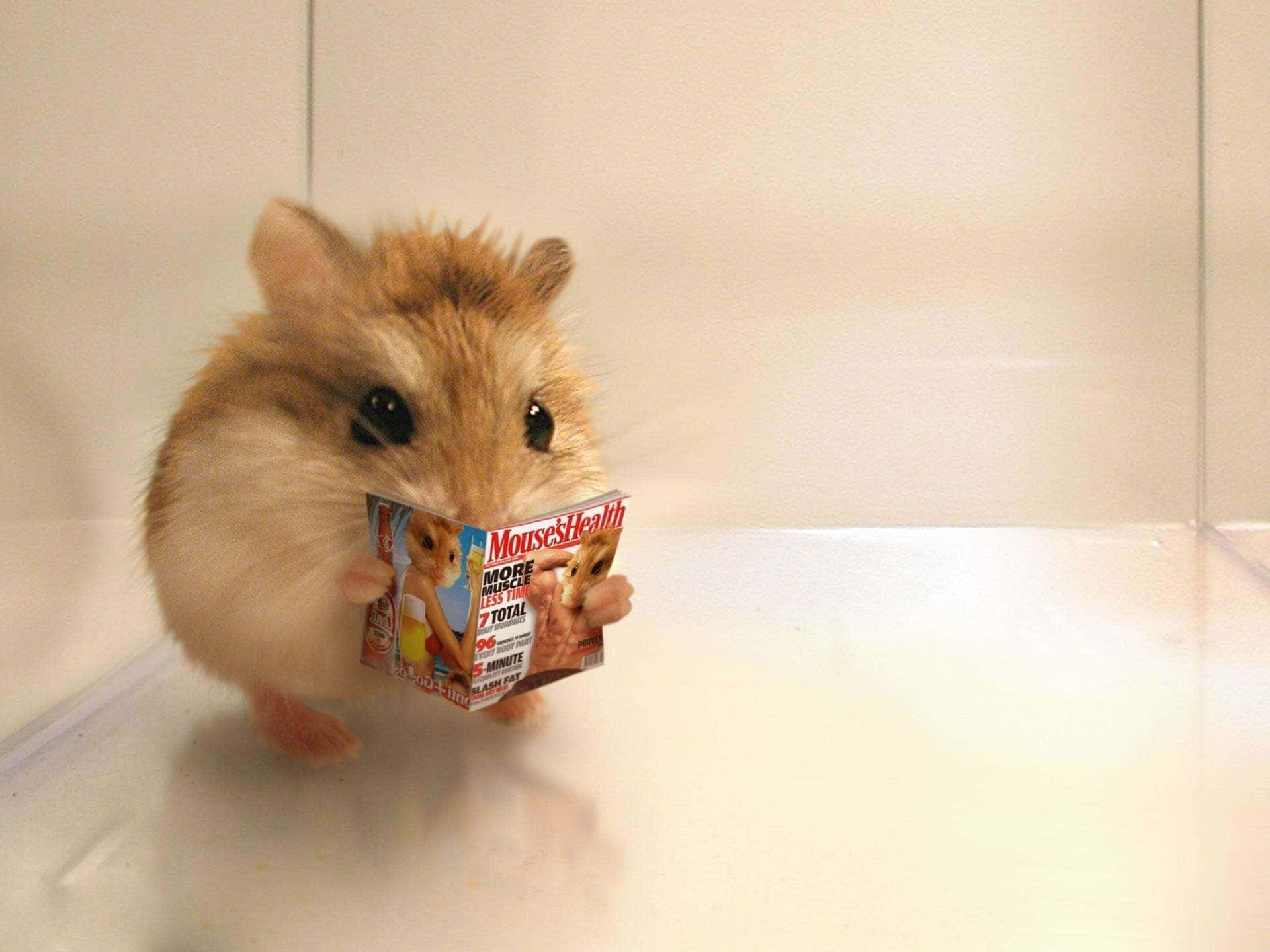 Cute Animal Memes 桌布 壁紙 — 一隻毛茸茸的倉鼠在一個透明的圍欄裡，用柔和的白色燈光，拿著一本小小的「Mice's Health」雜誌。