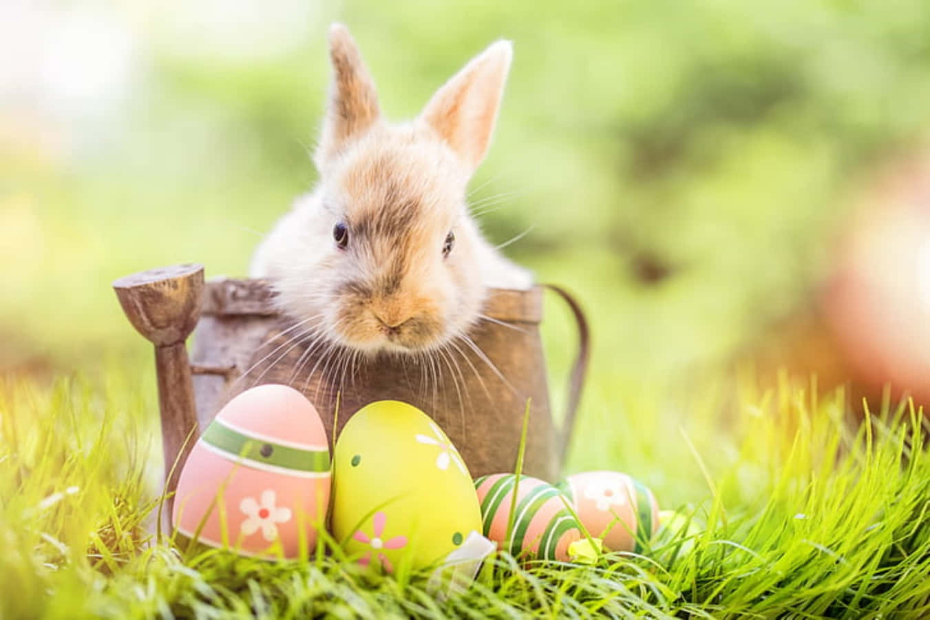 Easter 桌布 壁紙 — 一隻毛茸茸的兔子從一個鄉村風格的澆水壺中探出頭來，旁邊是色彩繽紛的復活節彩蛋，安放在翠綠的草地上。