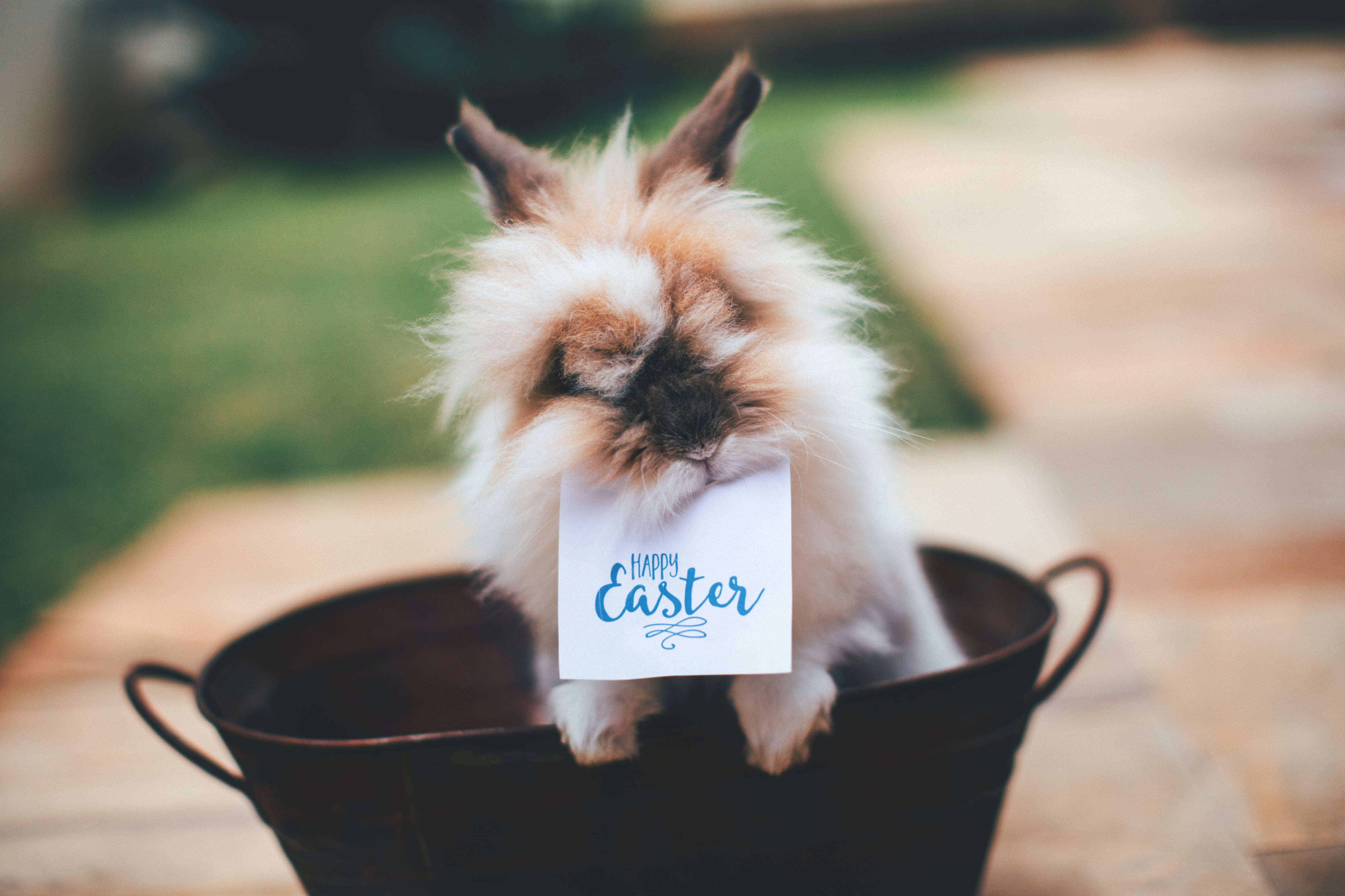 Happy Easter 桌布 壁紙 — 一隻毛茸茸的兔子閉著眼睛坐在金屬桶裡，拿著一張「Happy Easter」卡片。