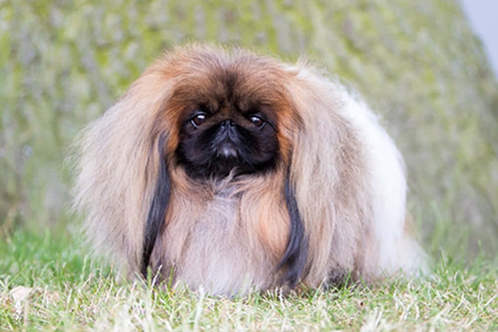 Pekingese 桌布 壁紙 — 一隻毛茸茸的北京犬，擁有長長的棕黑色毛髮，專注地坐在綠色草地上，背景是模糊的長滿苔蘚的樹幹。