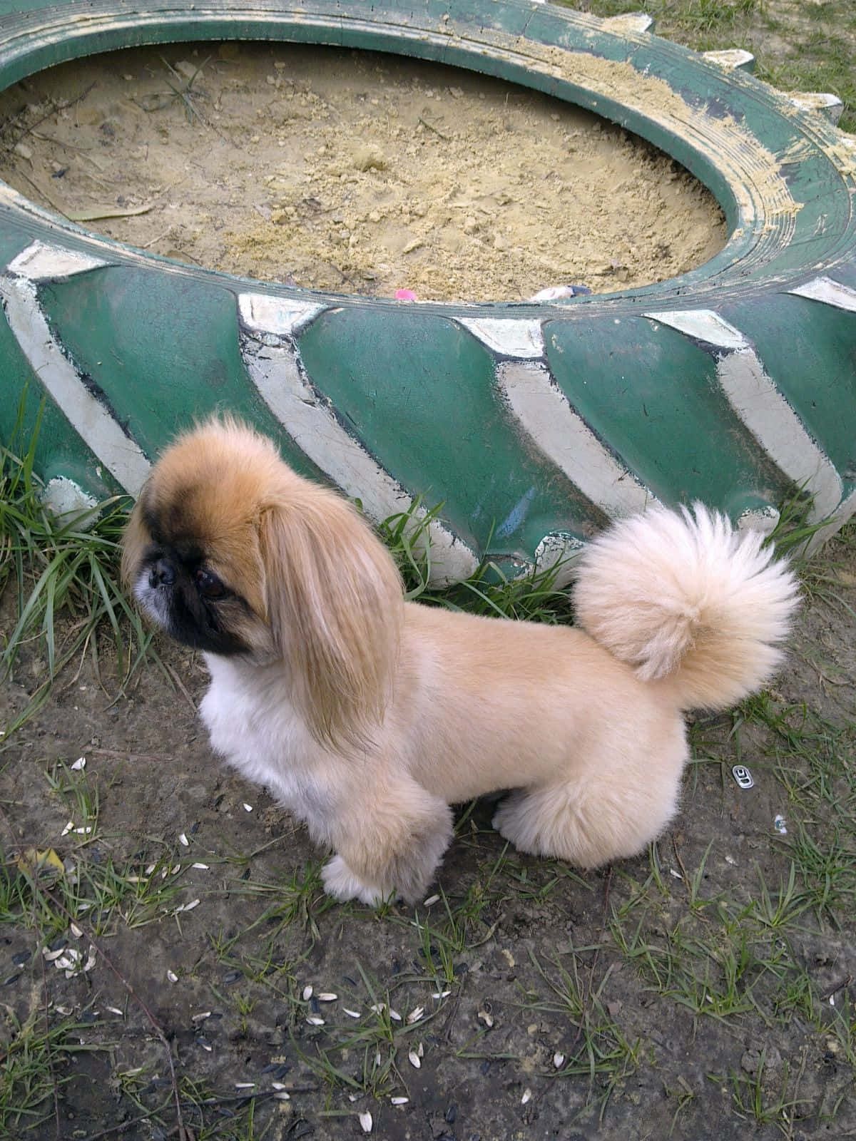 Pekingese 桌布 壁紙 — 一隻毛茸茸的北京犬幼犬，尾巴捲曲，站在草地庭院中一個風化的綠色輪胎旁。
