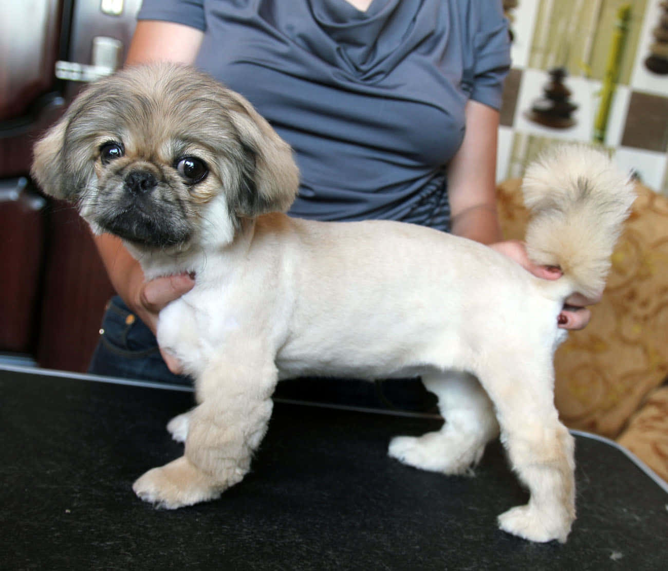 Pekingese 桌布 壁紙 — 一隻毛茸茸的北京犬幼犬，有著大大的黑眼睛，站在黑色桌子上，被一位穿著灰色襯衫的人輕輕抱著。