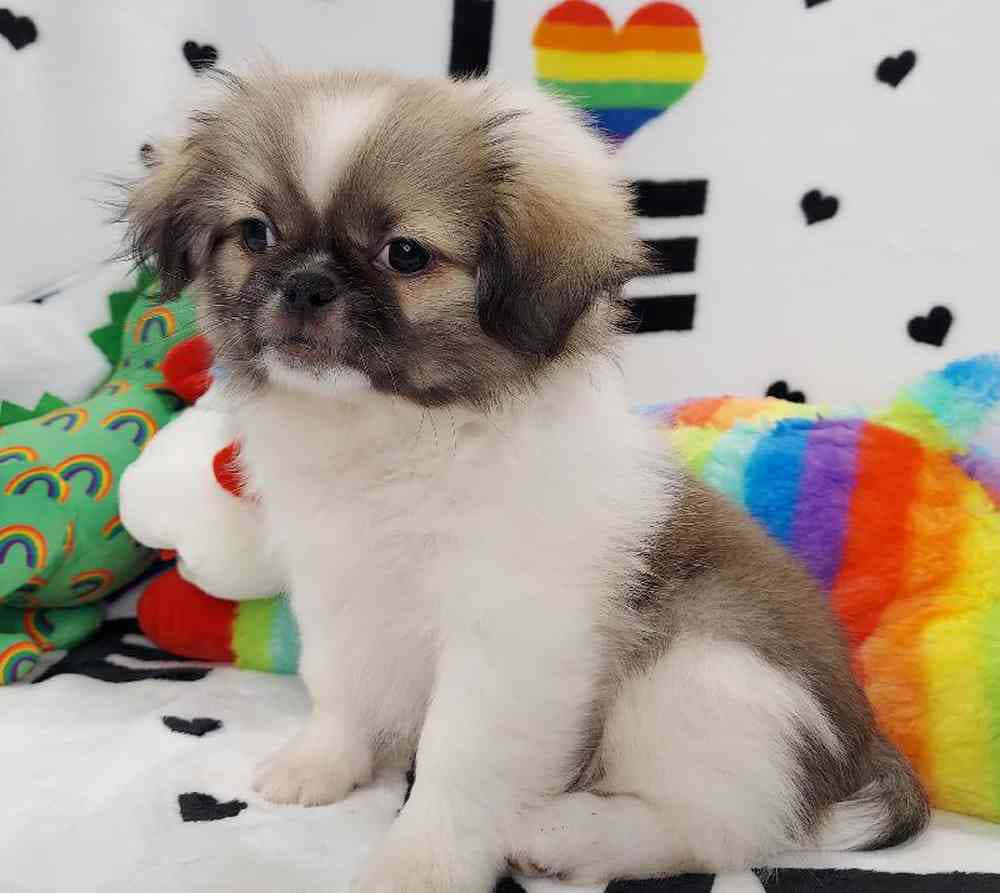 Pekingese 桌布 壁紙 — 一隻毛茸茸的北京犬幼犬，毛色白灰相間，坐在彩虹圖案的毯子上，周圍是色彩繽紛的玩具。