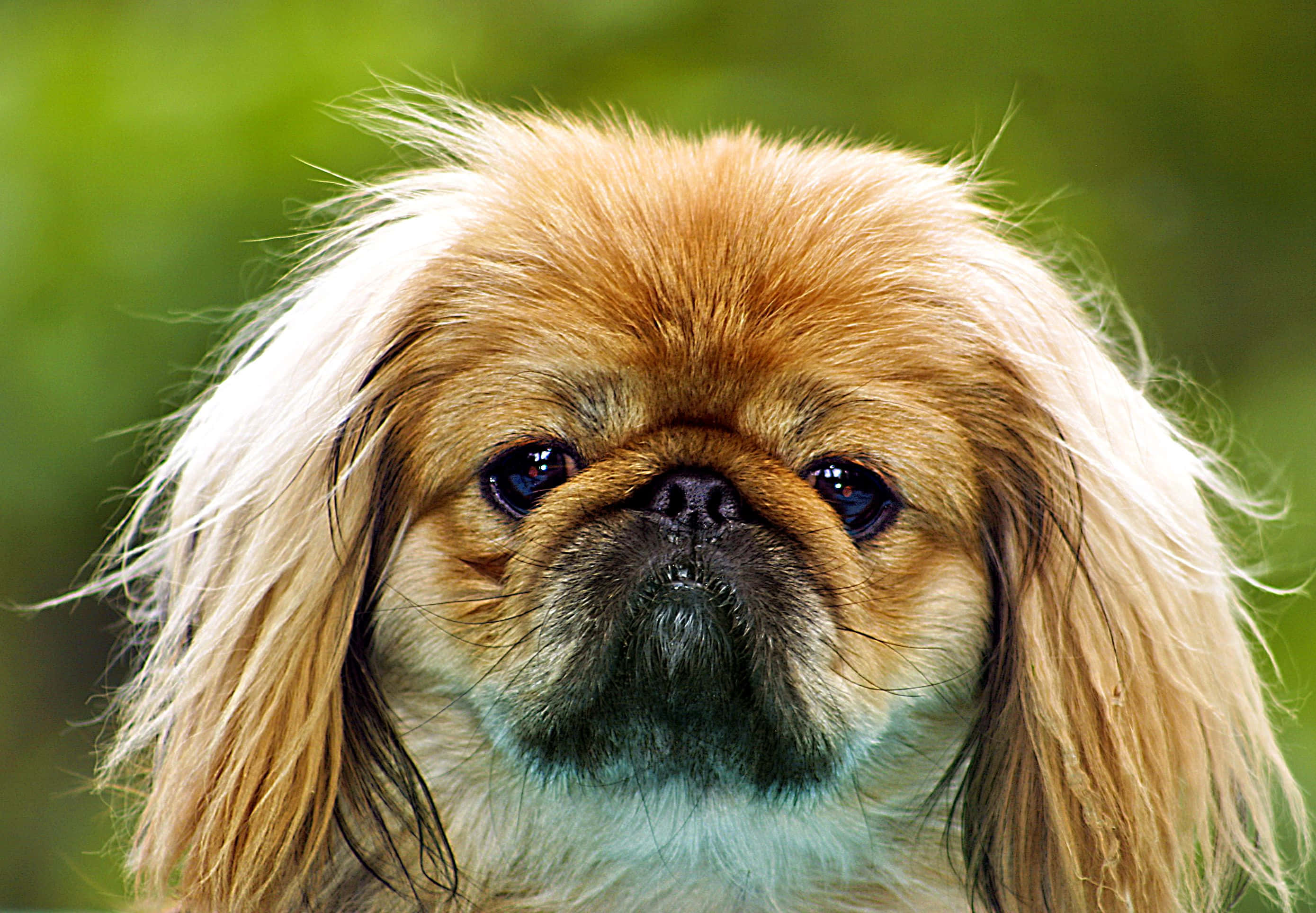 Pekingese 桌布 壁紙 — 一隻毛茸茸的北京犬特寫，擁有富有表現力的深色眼睛和柔軟的金色毛髮，背景是模糊的綠色。