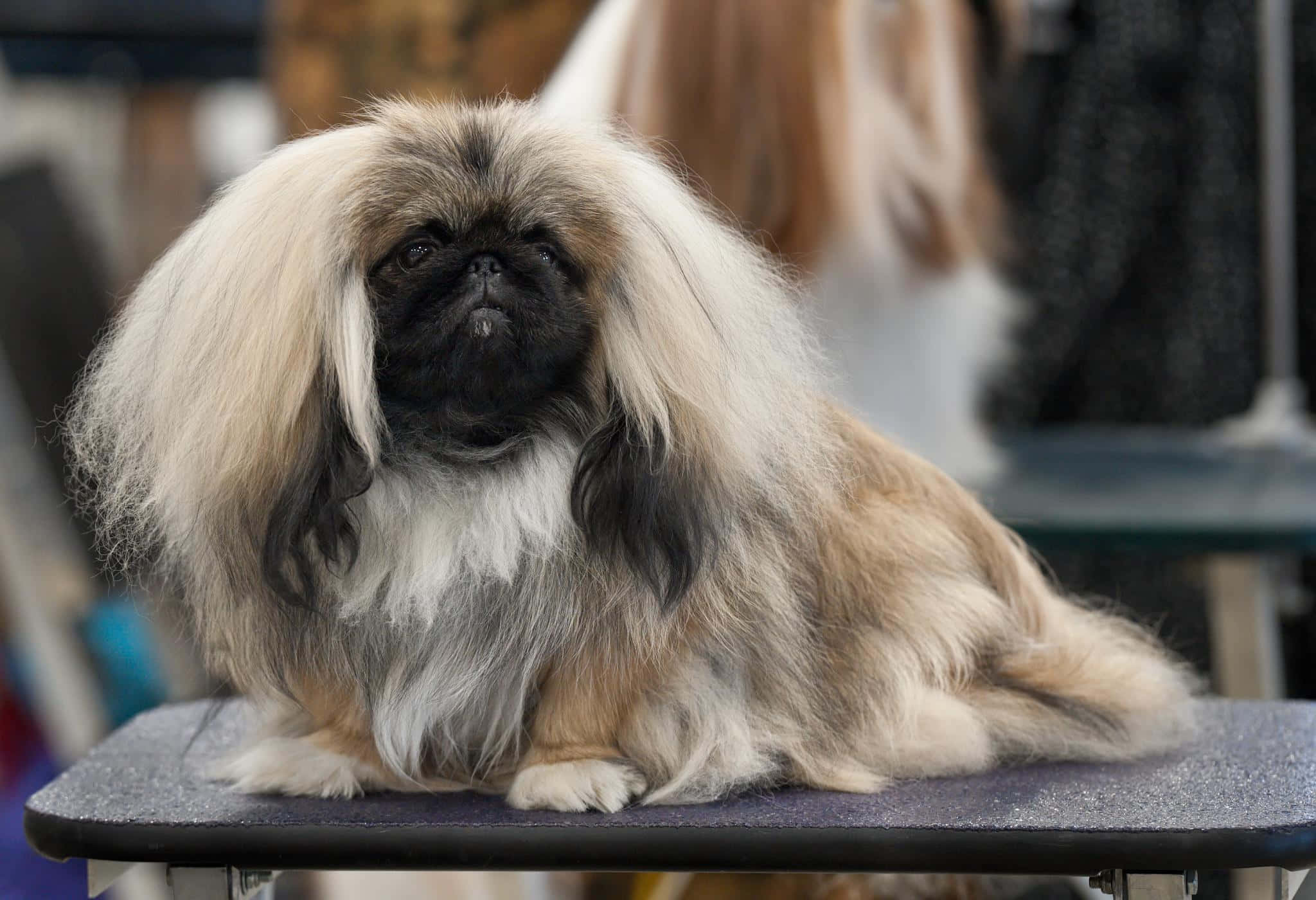 Pekingese 桌布 壁紙 — 一隻毛茸茸的北京狗，有長長的奶油色和黑色毛髮，威嚴地坐在美容檯上，眼睛警覺而高貴。