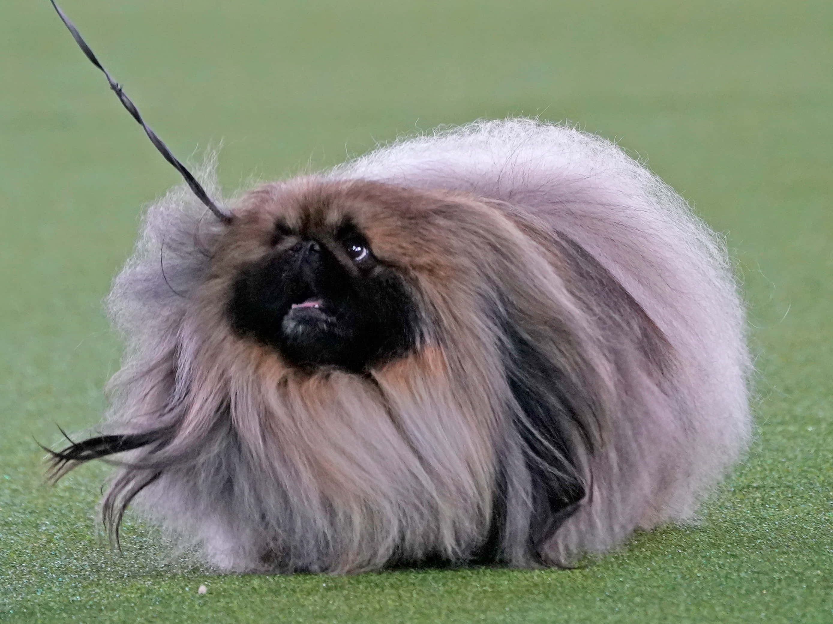 Pekingese 桌布 壁紙 — 一隻毛茸茸的北京狗，黑色臉龐和灰色毛髮，專注地坐在綠色草地上，牽繩拖在後面。