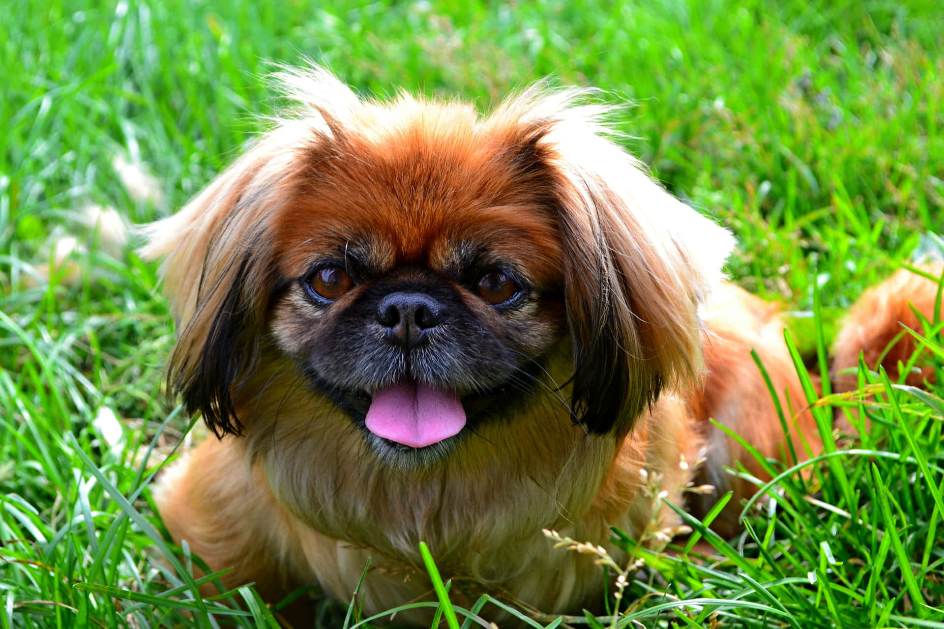 Pekingese 桌布 壁紙 — 一隻毛茸茸的北京狗伸出粉紅色舌頭，在陽光明媚的日子裡開心地躺在鮮綠色的草地上休息。