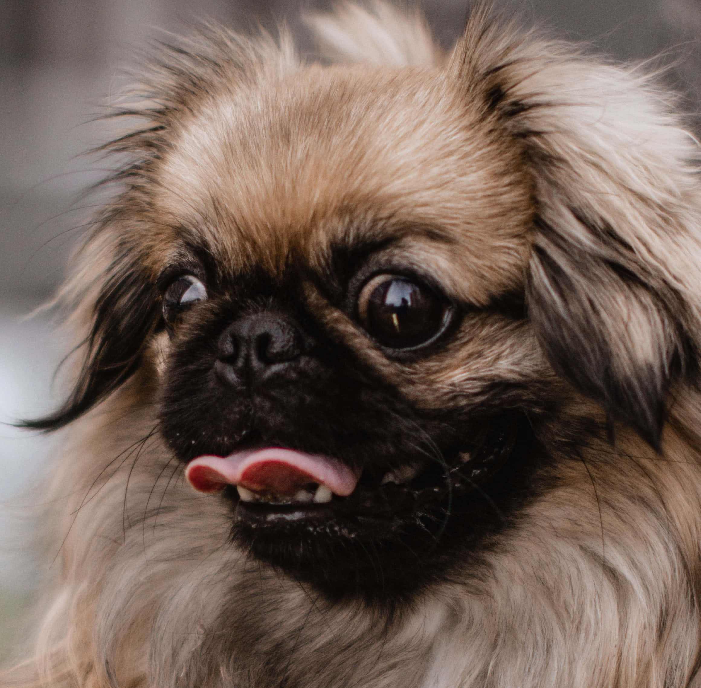 Pekingese 桌布 壁紙 — 一隻毛茸茸的北京狗特寫，有表情豐富的深色眼睛和伸出的粉紅色舌頭。