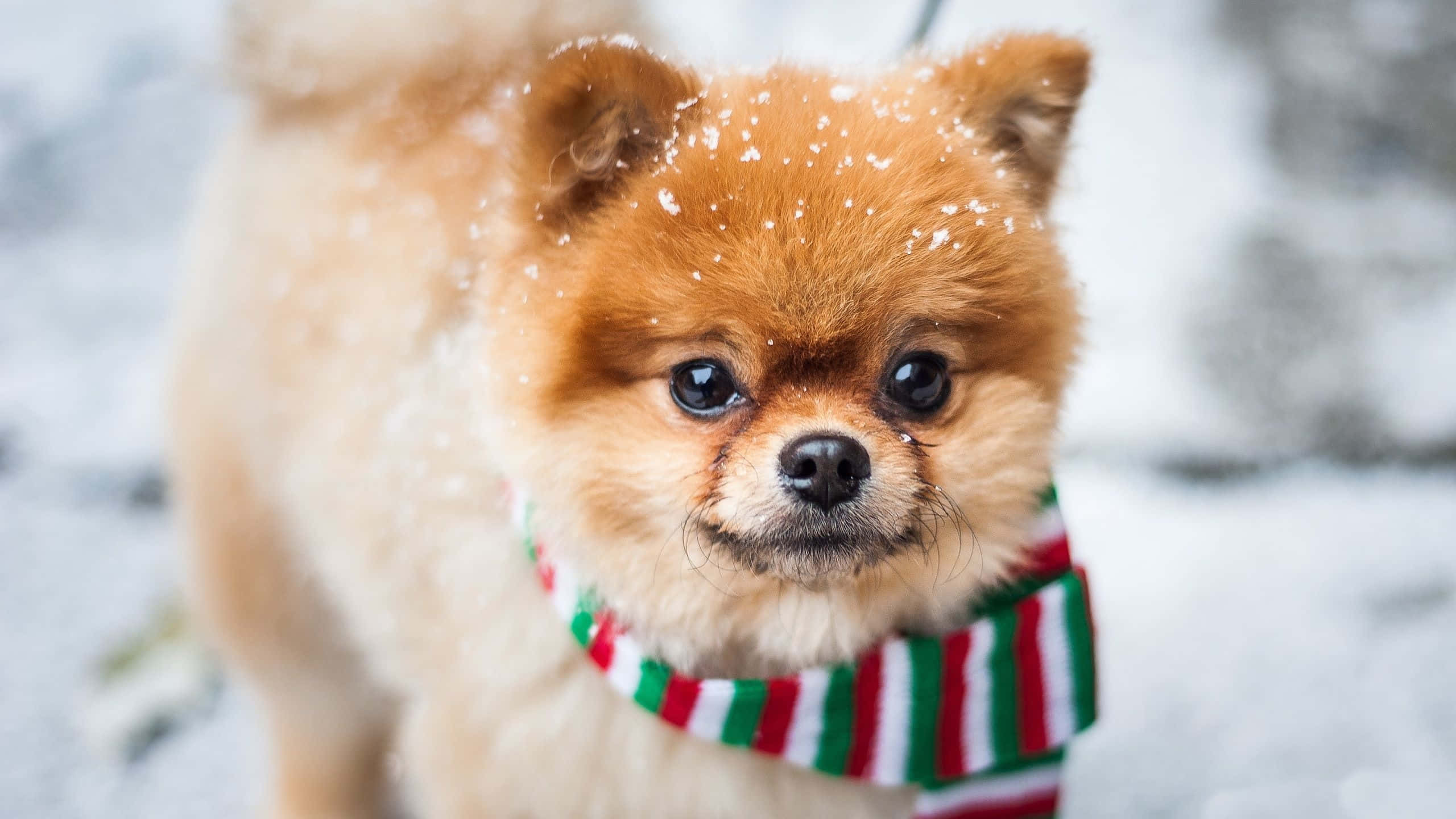 小狗 桌布 壁紙 — 一隻毛茸茸的博美犬，毛髮上沾有雪花，戴著紅綠白條紋圍巾，背景是雪地。