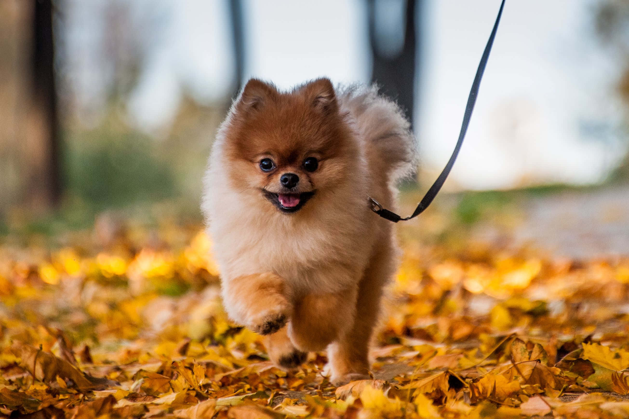 Dogs 桌布 壁紙 — 一隻毛茸茸的博美犬在森林小徑上，快樂地跑過金色秋葉鋪成的地毯。