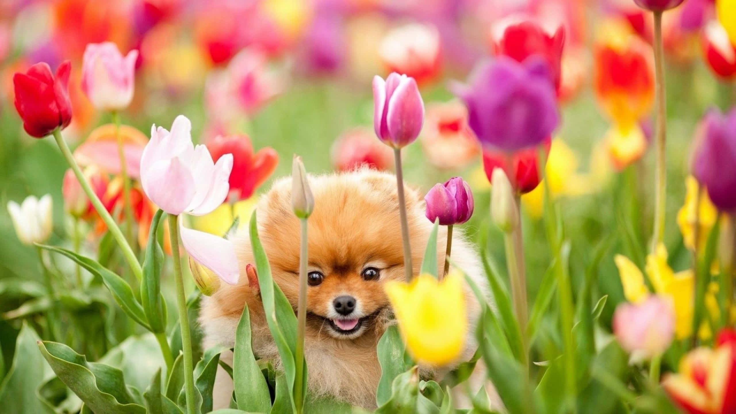花 桌布 壁紙 — 一隻毛茸茸的博美犬在盛開的彩色鬱金香花田中頑皮地探出頭來。