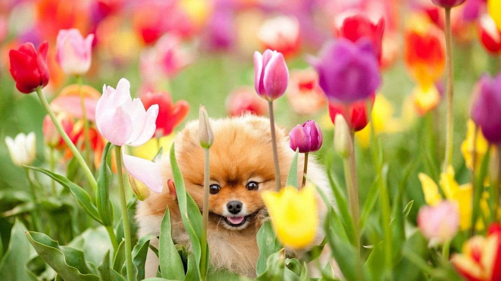 小狗 桌布 壁紙 — 一隻毛茸茸的博美犬在盛開的彩色鬱金香花田中頑皮地探出頭來。