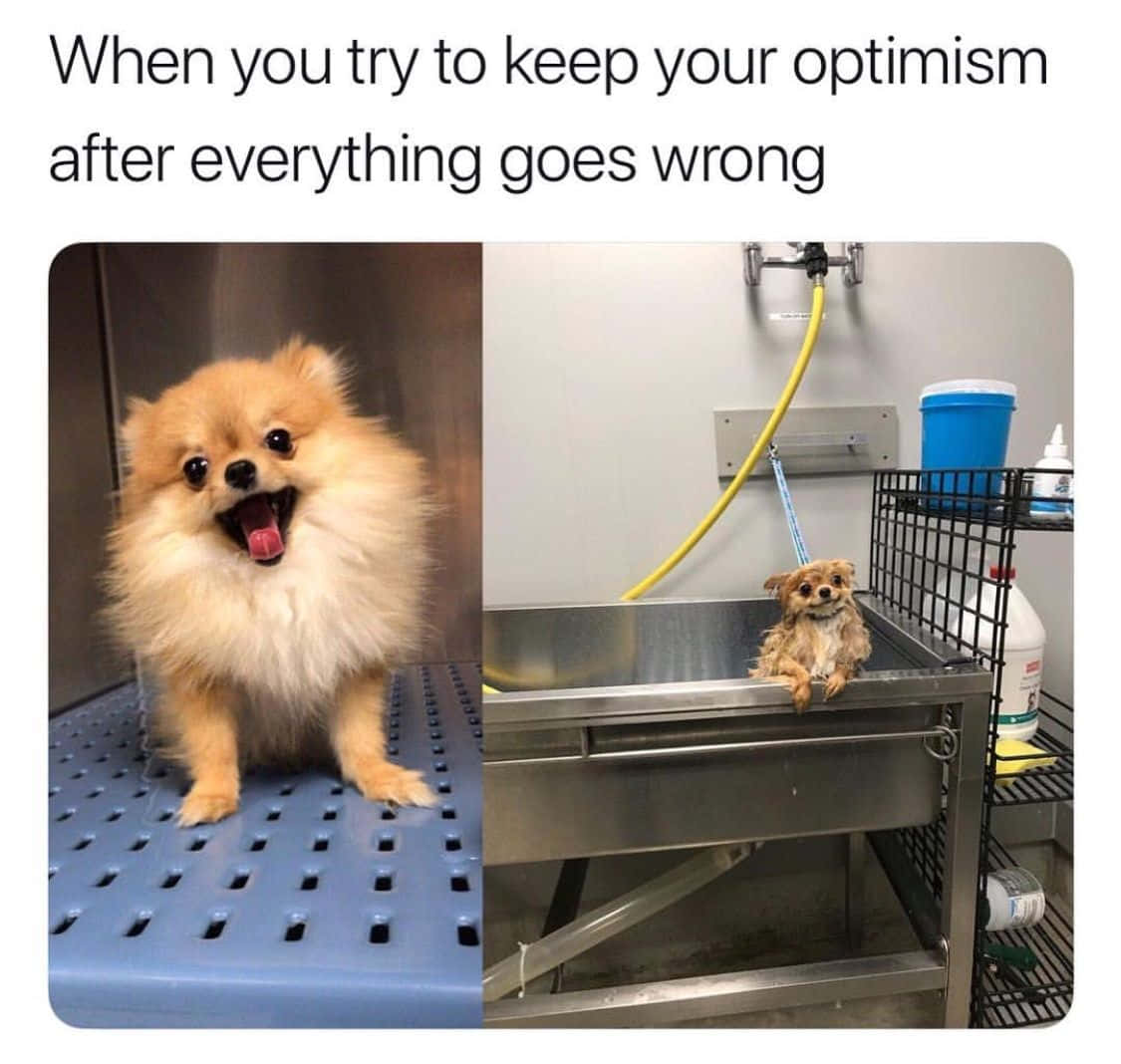 Pet Memes 桌布 壁紙 — 一隻毛茸茸的博美犬在美容院洗澡前看起來很開心，洗完後又濕又可憐。