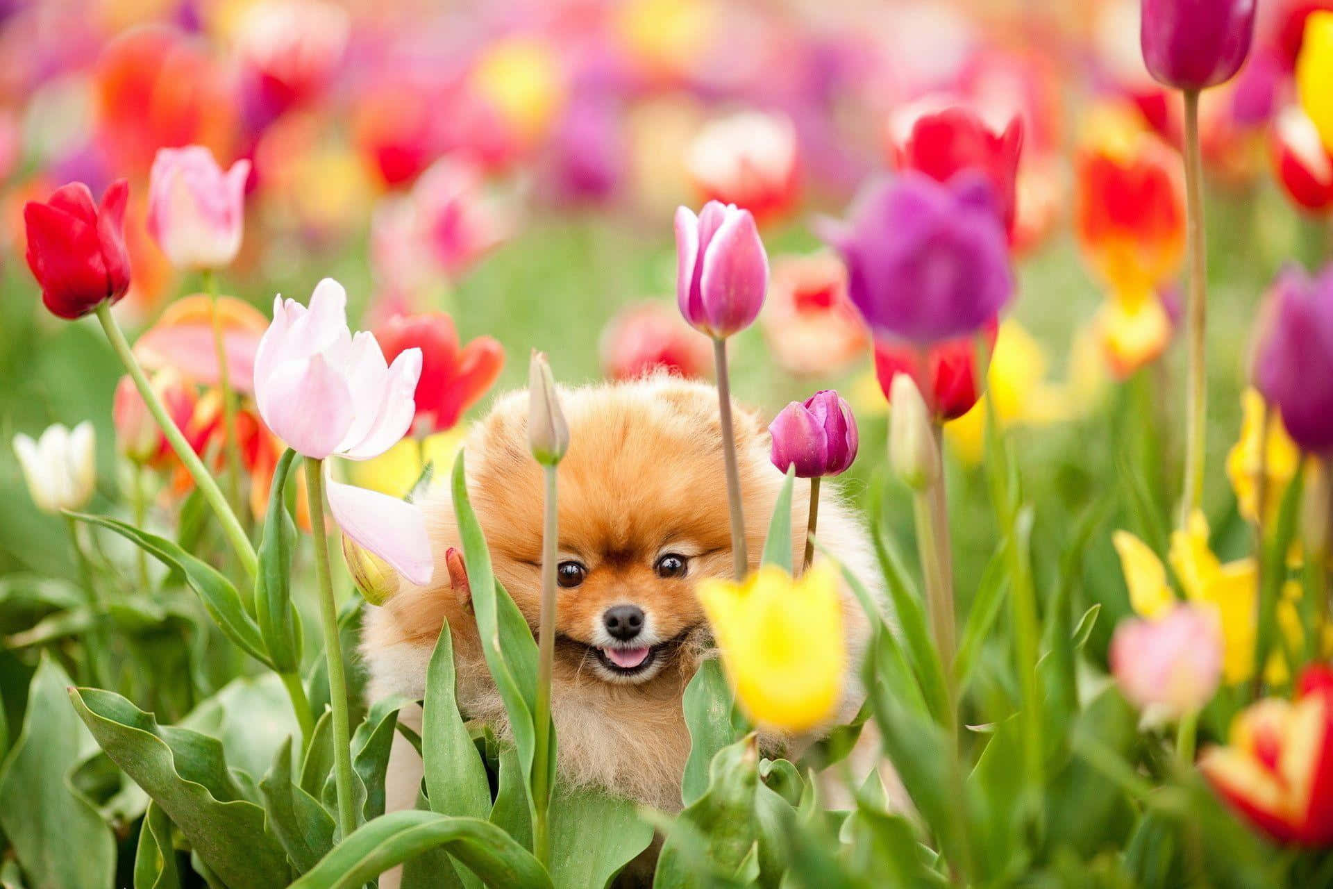 Pomeranian 桌布 壁紙 — 一隻毛茸茸的博美犬在色彩繽紛的春季花園中，從鮮豔的鬱金香後面頑皮地探出頭來。