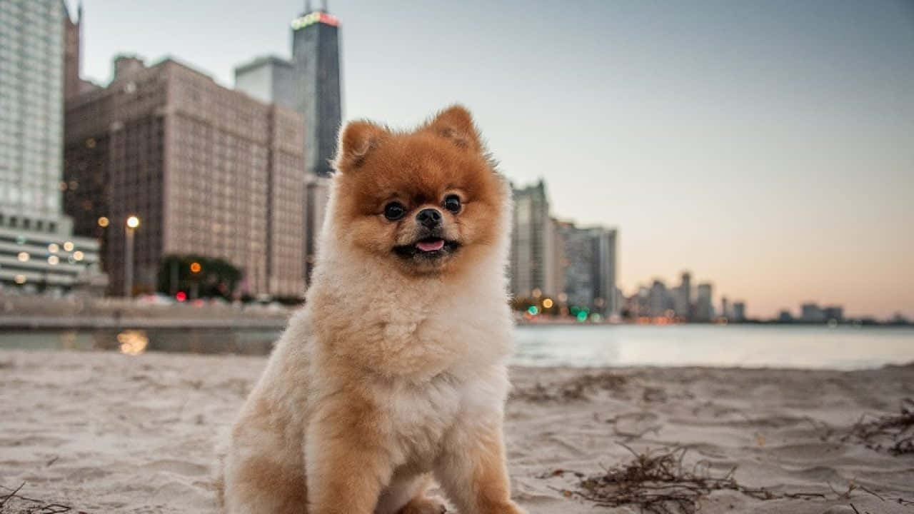 狗 桌布 壁紙 — 一隻毛茸茸的博美犬坐在沙灘上，夕陽下模糊的城市天際線閃耀著光芒。