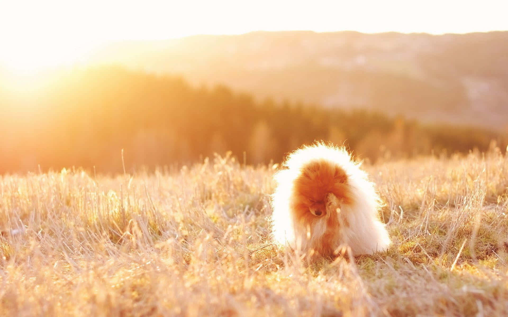 Pomeranian 桌布 壁紙 — 一隻毛茸茸的博美犬坐在金色的草地上，溫暖的陽光灑在身後樹木繁茂的山坡上。