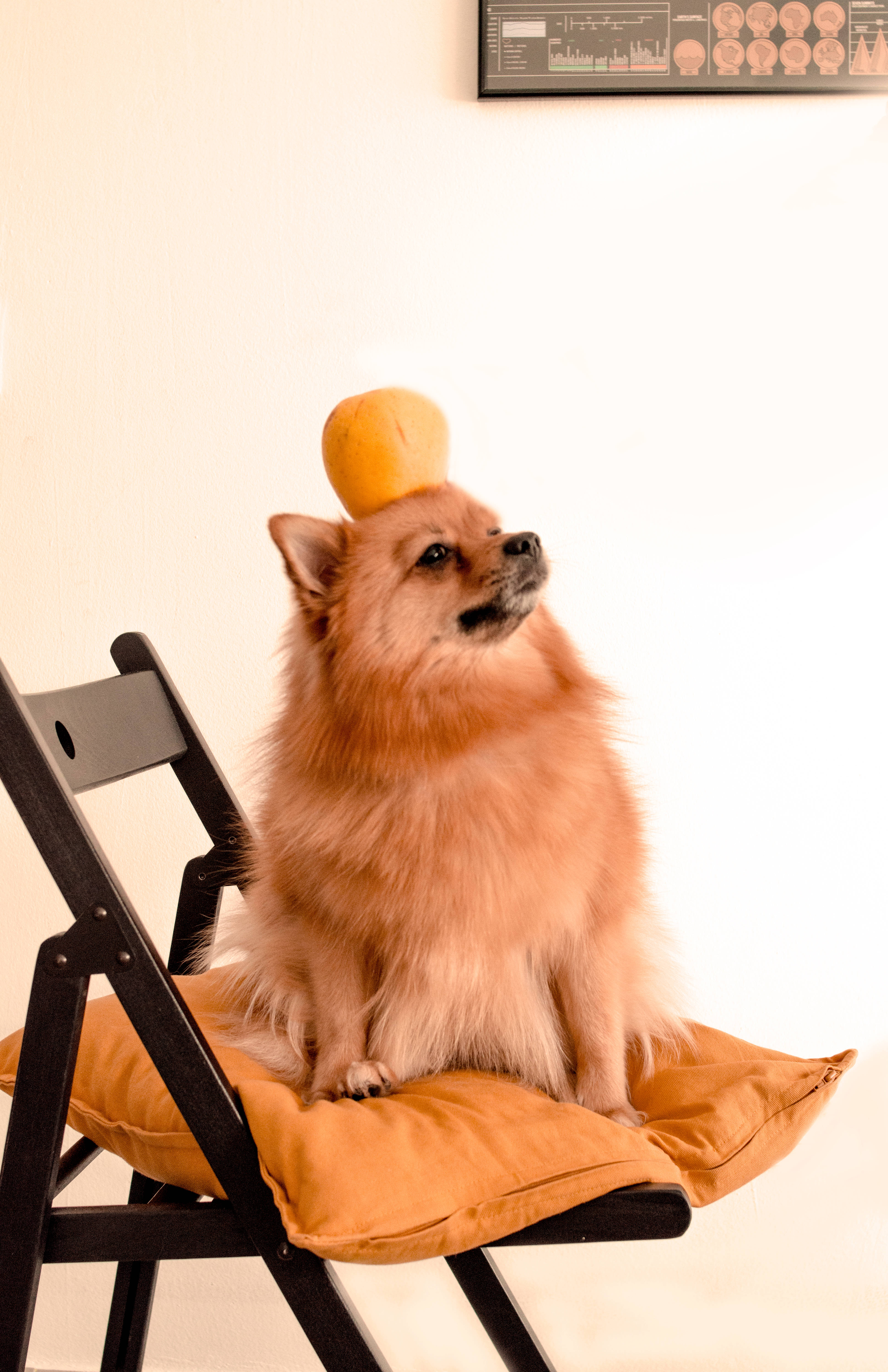 Pomeranian 桌布 壁紙 — 一隻毛茸茸的博美犬威嚴地坐在椅子上，椅子上有橙色枕頭，頭上完美地頂著一個橙色小球。