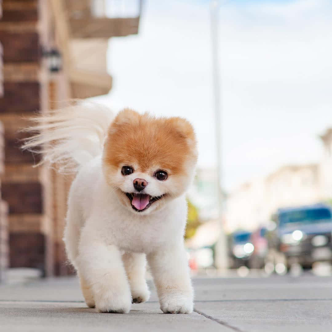 Pomeranian 桌布 壁紙 — 一隻毛茸茸的博美犬帶著愉快的表情，在模糊的建築物和汽車背景下，朝著相機跑來。