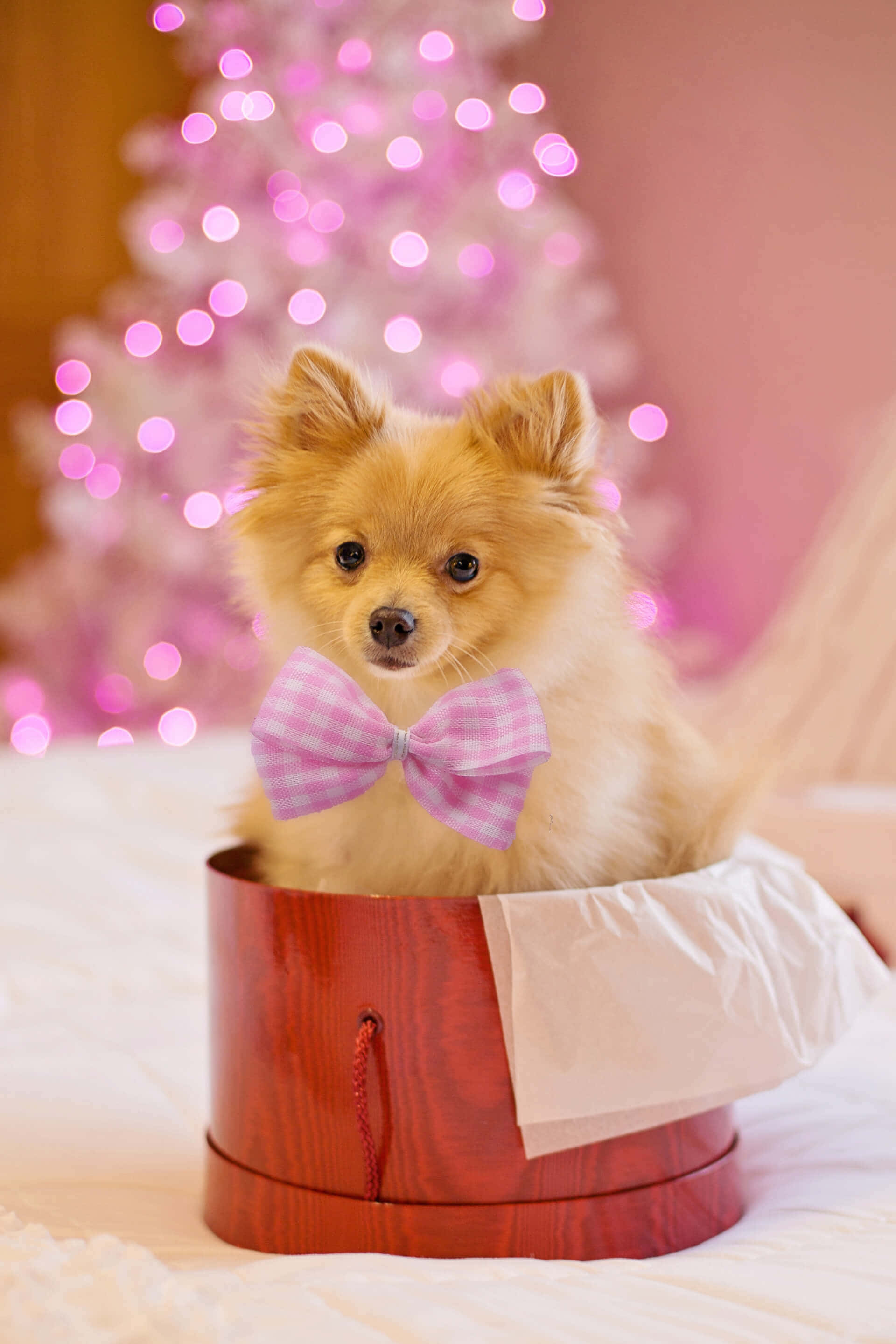 小狗 桌布 壁紙 — 一隻毛茸茸的博美犬戴著粉紅色蝴蝶結，可愛地坐在紅色禮物盒中，背景是模糊的粉紅色聖誕樹。