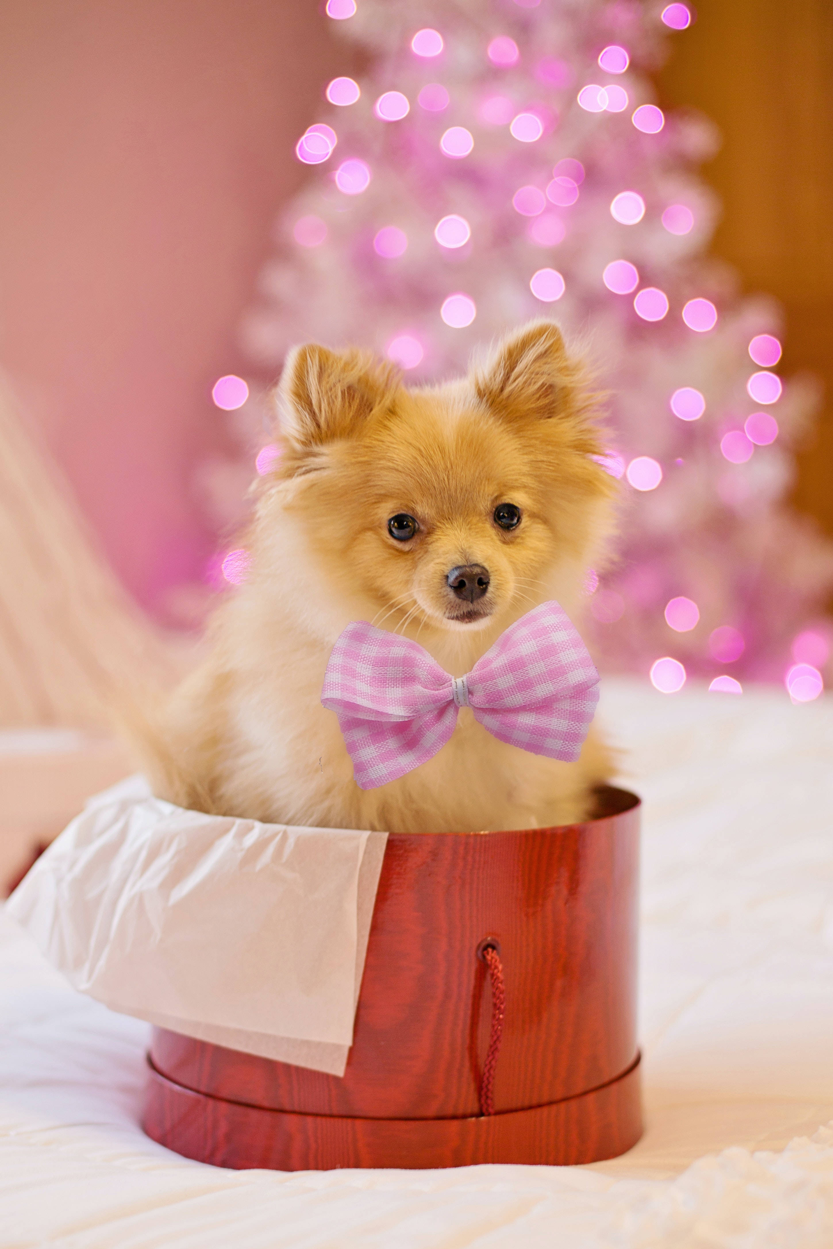 小狗 桌布 壁紙 — 一隻毛茸茸的博美犬戴著粉紅色蝴蝶結，坐在紅色禮物盒中，背景是模糊的粉紅色聖誕樹。