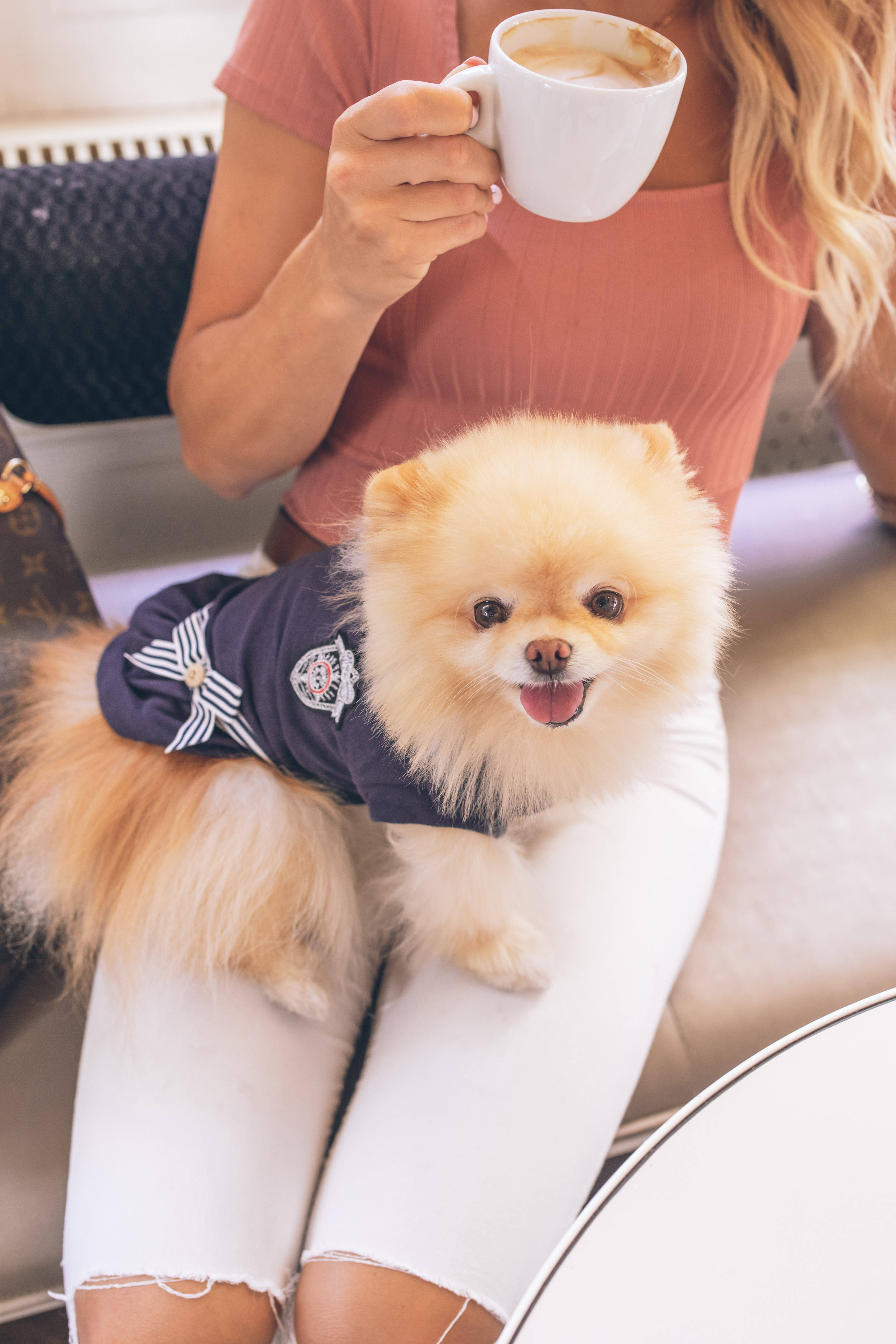 Pomeranian 桌布 壁紙 — 一隻毛茸茸的博美犬穿著海軍藍水手服，開心地坐在一位女士的腿上，她正在室內喝咖啡。